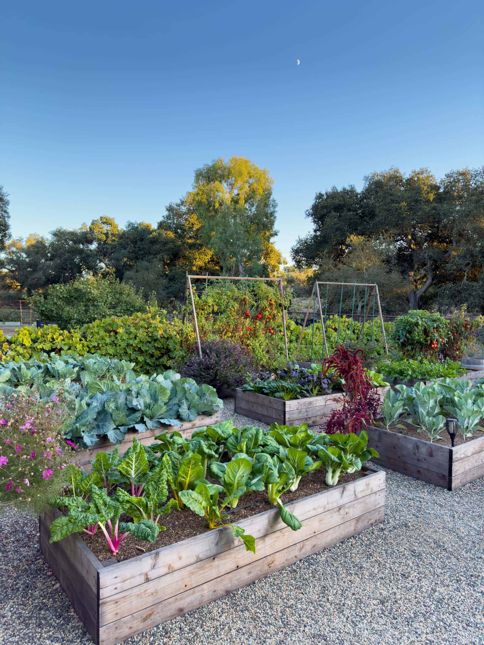 Raised garden beds full of chard, cabbage, bok choy and other cool winter crops with a large grape growing in the background. 