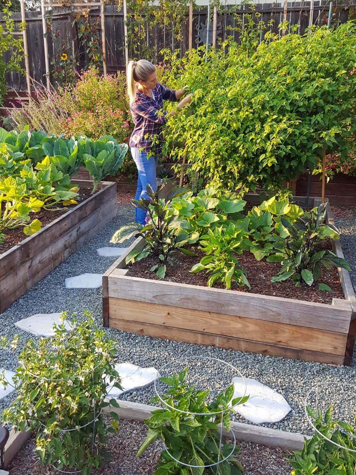 DeannaCat is tending to tomatillos growing at the end of a raised bed, squash and eggplant are growing in the foreground of the bed. 