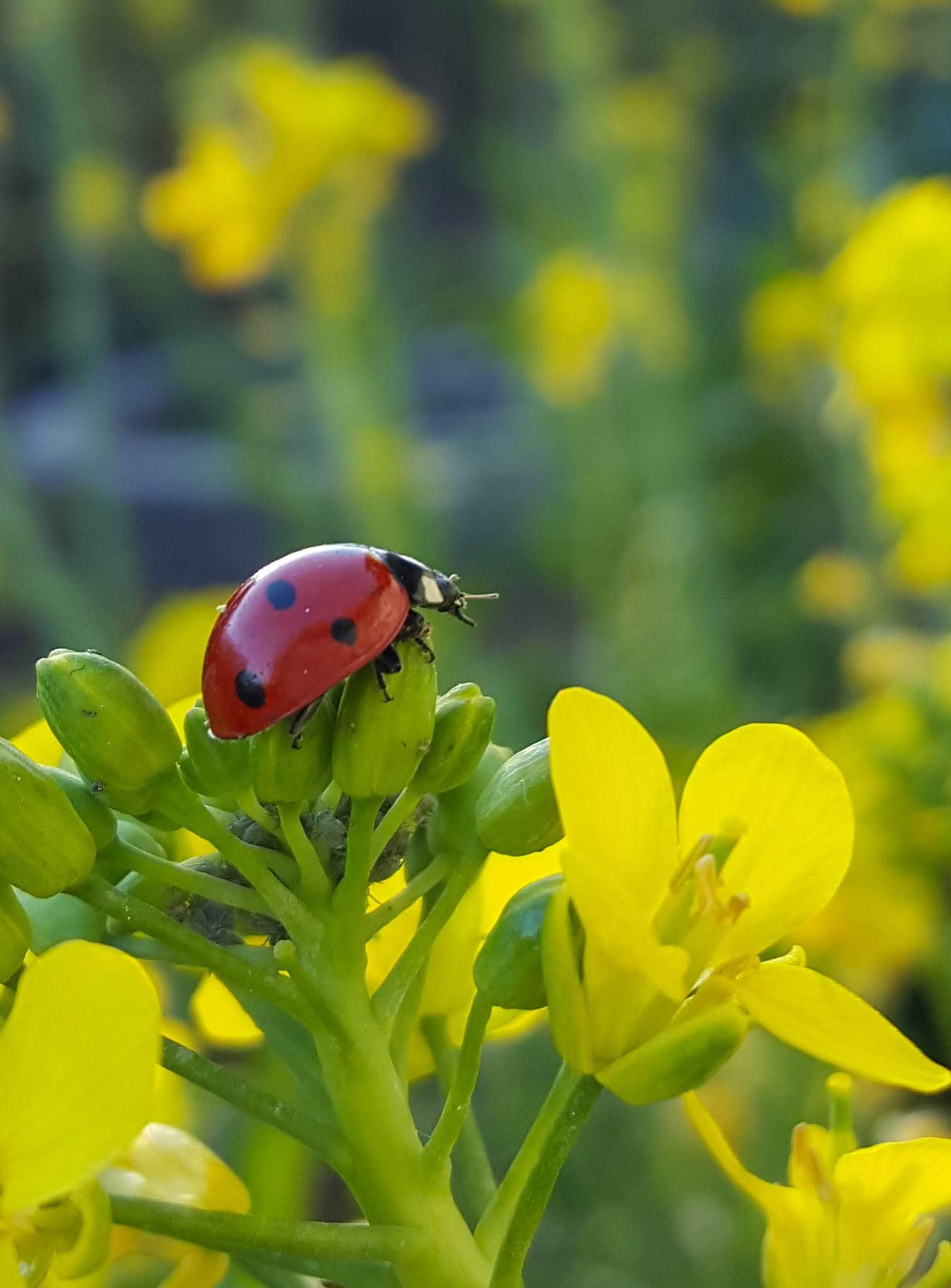 A ladbybug is on top of a flowering plant that has aphids on it. 