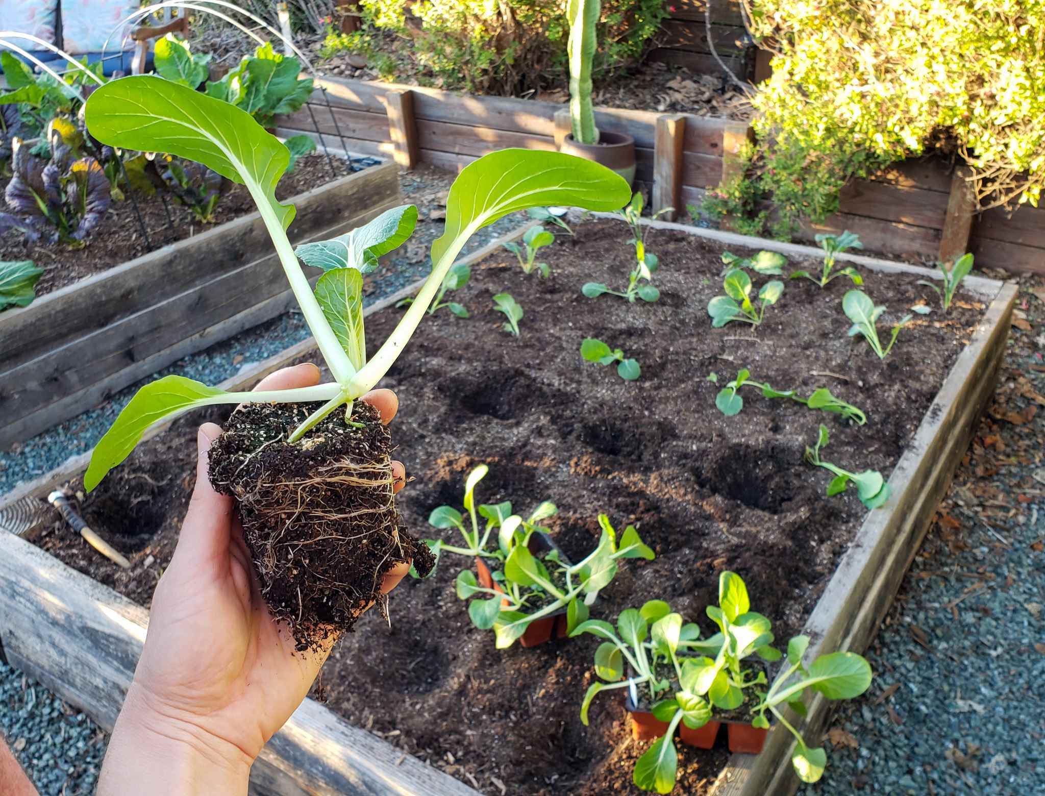 A hand is holding a bok choy seedling while a raised garden bed is beyond that has been planted out halfway with other seedlings. Planting holes have been dug for the bok choy seedlings which are sitting on top of the soil. 