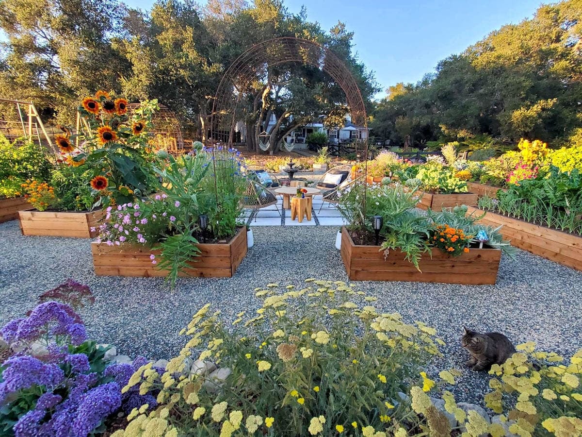 A raised bed garden with gravel hardscape is overflowing with vegetables and flowers. Plants in the foreground have been planted along the border in the ground. 