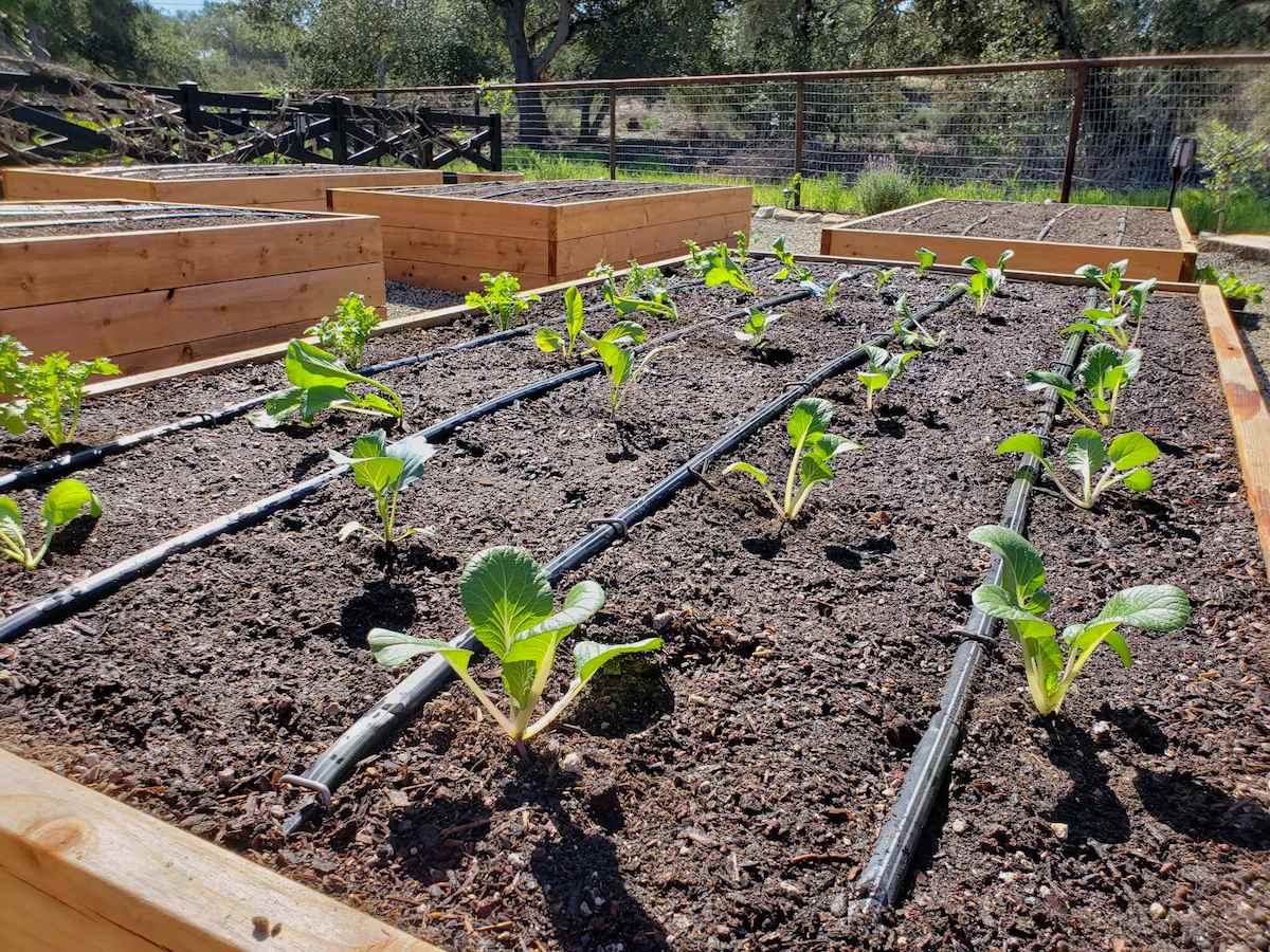 A raised bed is planted out with bok choy seedlings with four lines of drip tape, spaced equally apart run the length of the bed in rows. 
