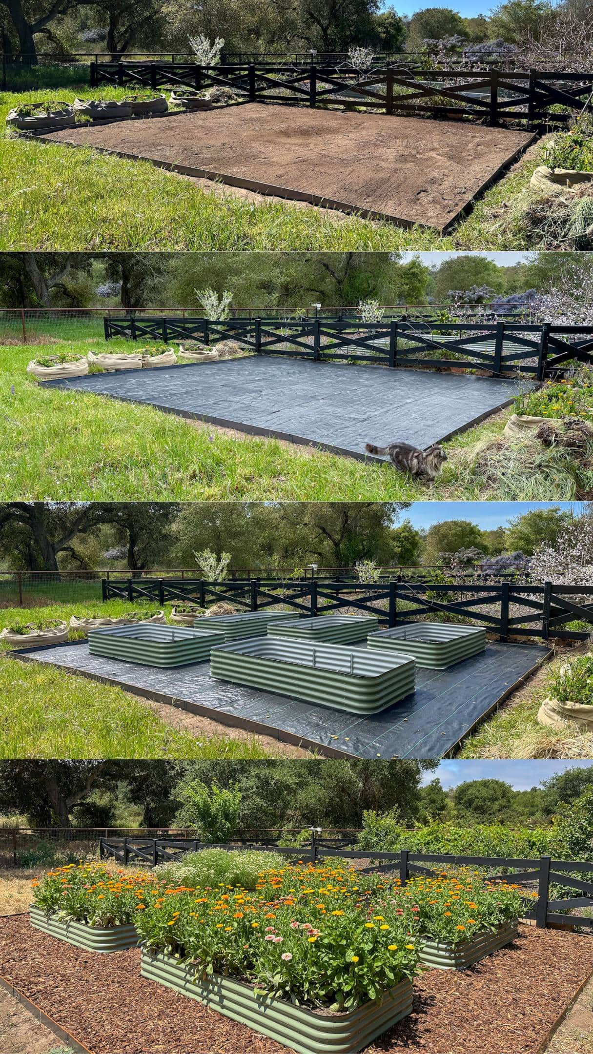 A four part image collage of the start of a new garden. The first image shows a space in the shape of a square or rectangle with the weeds/grass removed down to bare earth. The space has been lined with hammer in edging. The second image shows the space with landscape fabric over the top of it. The third image shows the space with raised beds placed on top of the fabric and the fourth image shows the space after it has been mulched with bark and has large flowering plants growing in each of the metal raised beds. 
