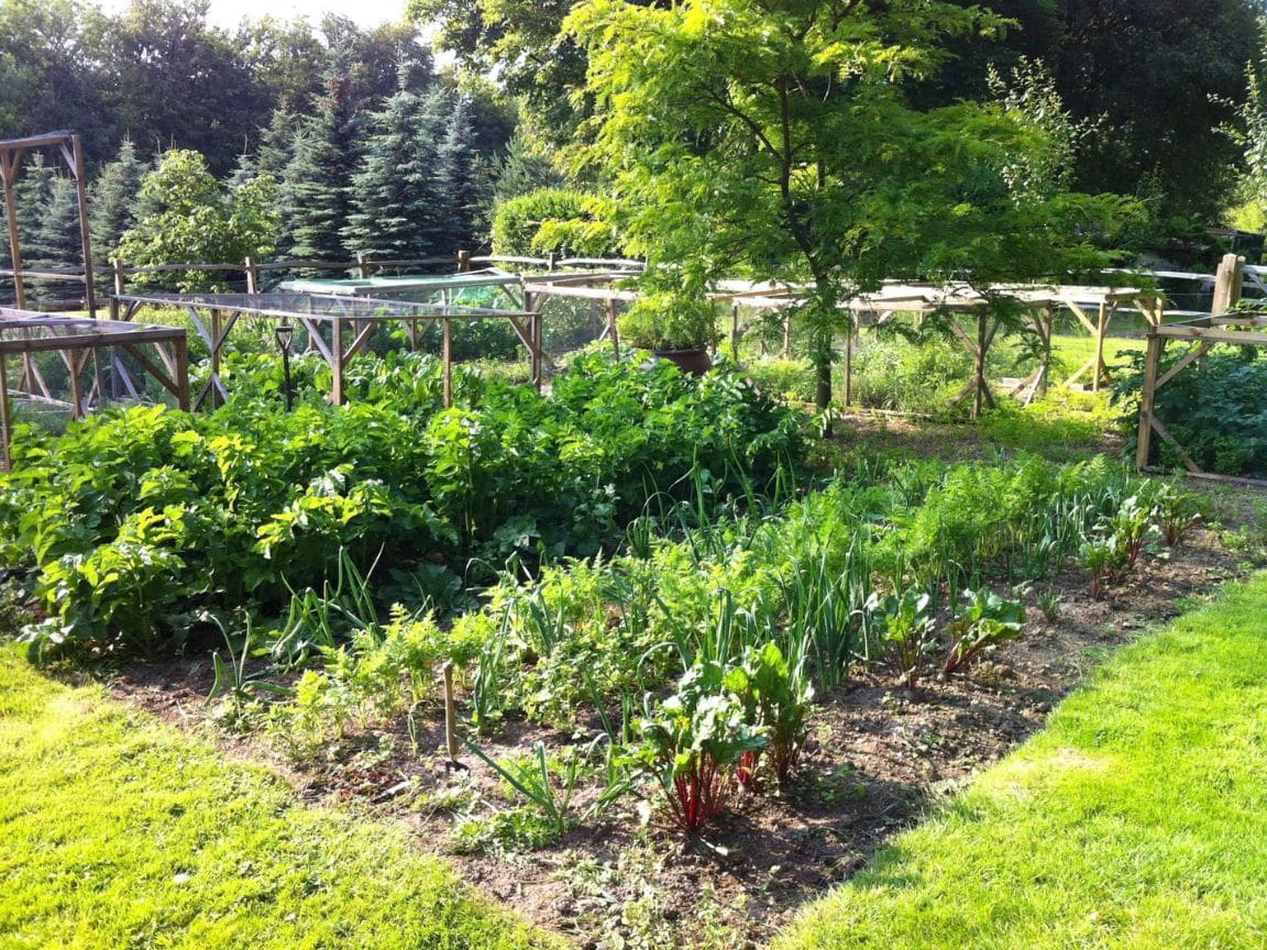 An in-ground garden with a section of grass cut away and various vegetables growing inside of the prepared space. Starting a new garden can be as simple as planting something in the ground. 