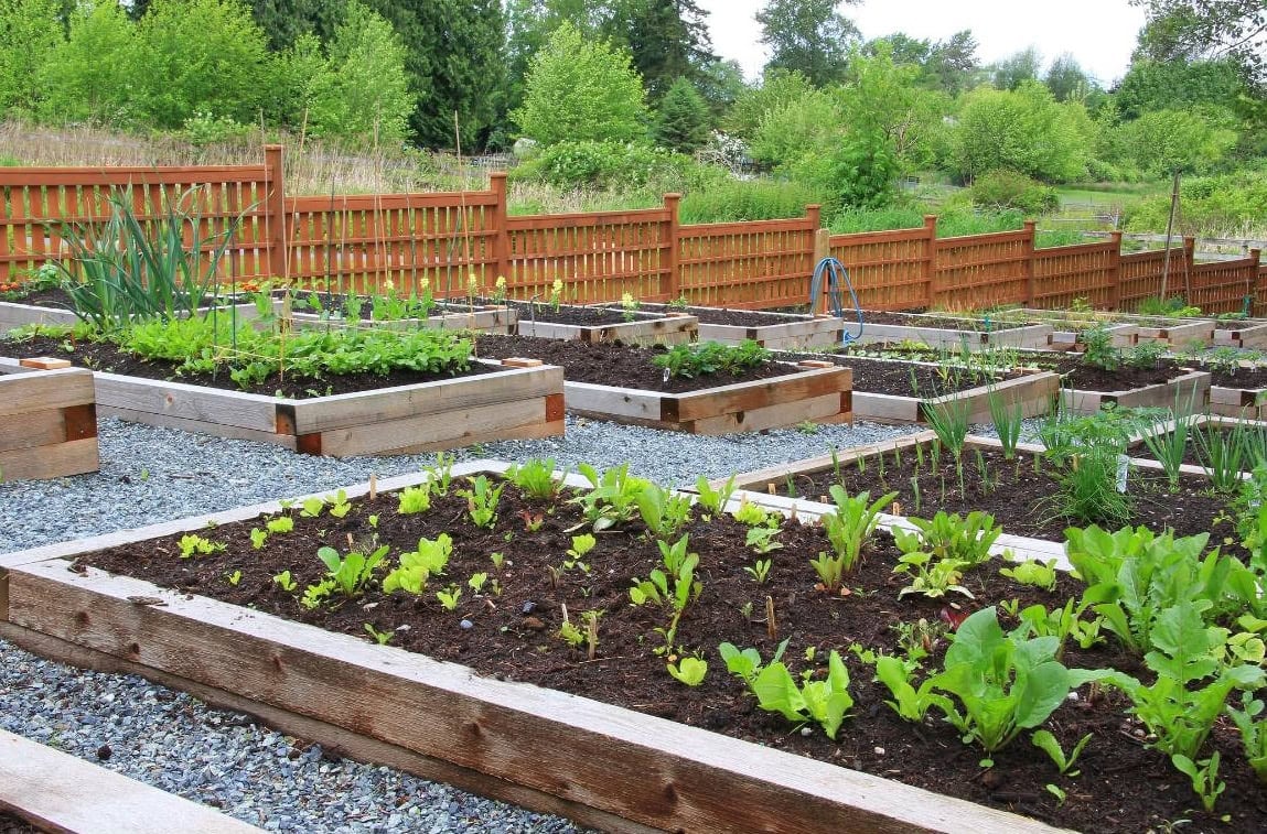 A terraced garden space with raised beds planted into a hillside with gravel hardscape. 