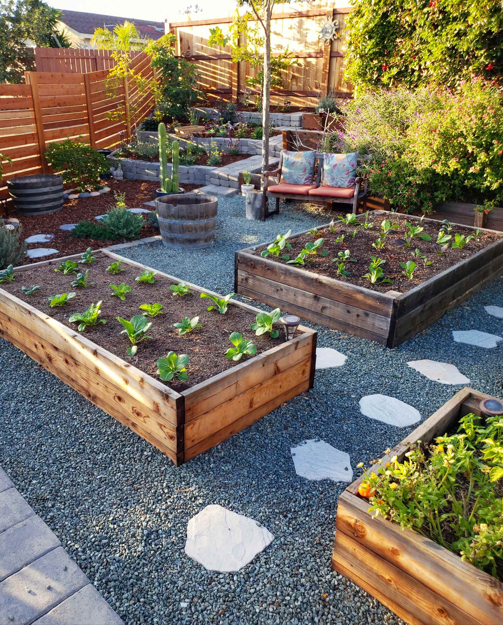 Wood raised garden beds filled with young seedlings amongst gravel hardscape. Pollinator plants and trees are planted in ground in the borders. 