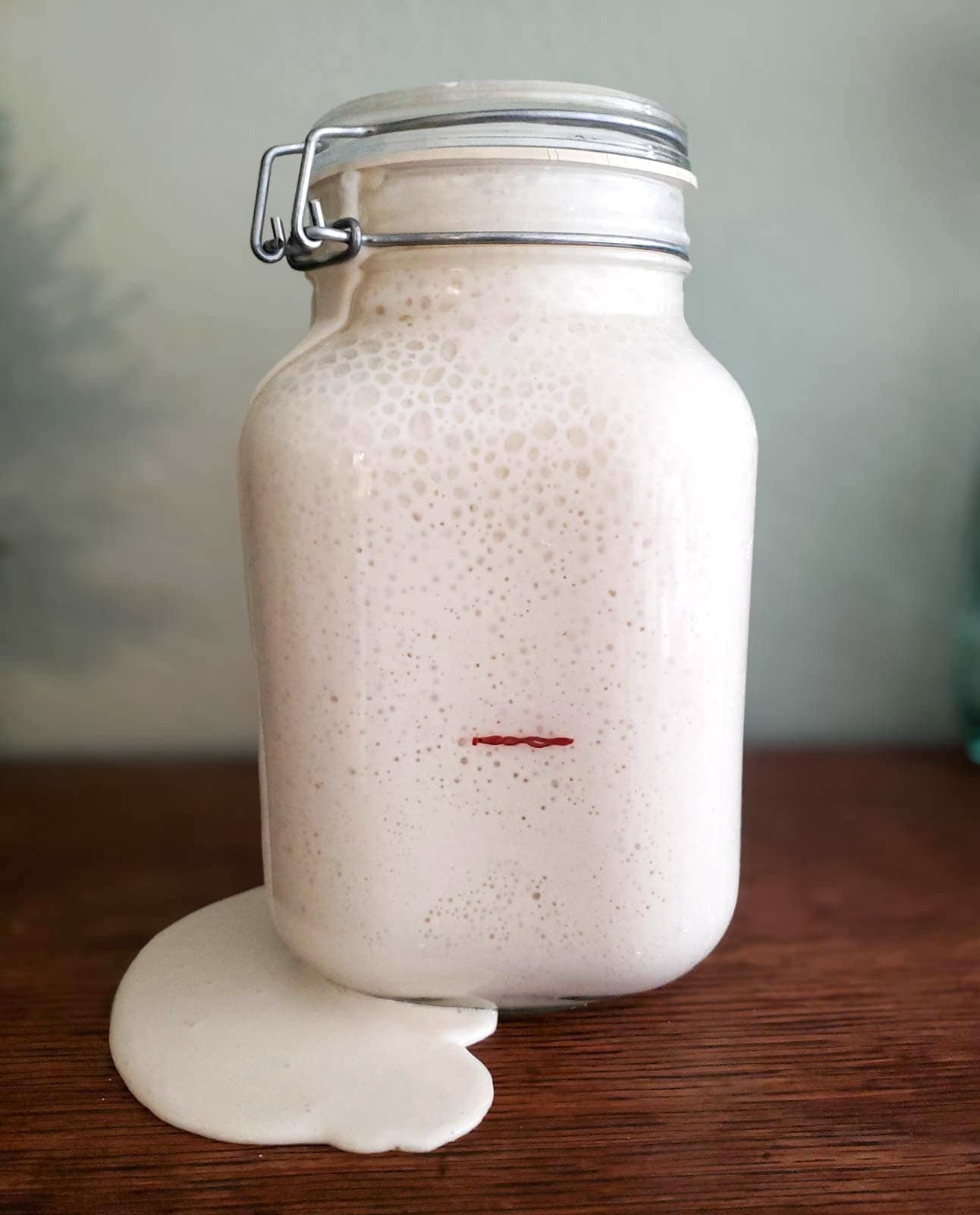 At the end of the process, the sourdough starter is very active. A jar has been marked with a line where the original starter was, just 24 hours prior.  The stater has now risen more than four times the amount, is very bubbly, and overflowing out of the top of the closed container.