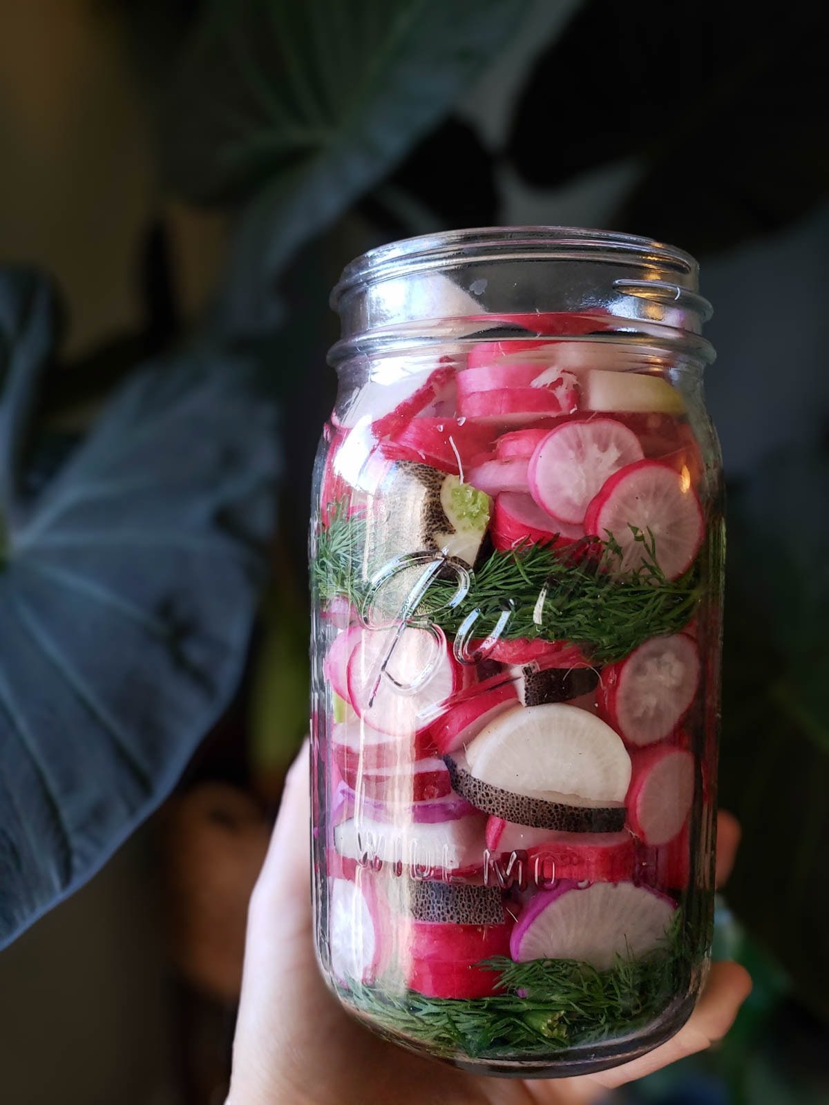 A hand holding a glass quart jar full of red, pink, and purple sliced radishes, packed very full, with dill and garlic layered in the jar between the radishes too. 