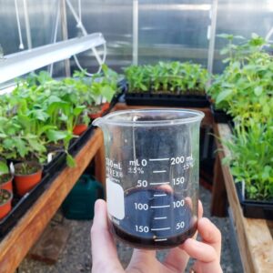 A hand holding a beaker of seaweed extract to feed to seedlings, shown in the background in trays in a greenhouse