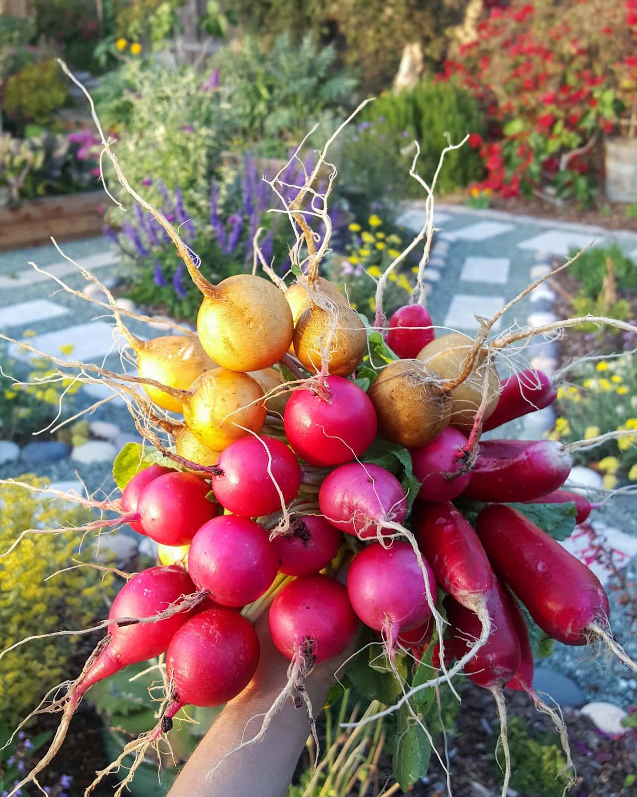 a close up of a hand holding a large bunch of just-picked radishes (pink, red and white) held in front of a colorful garden full of flowers blurred in the background