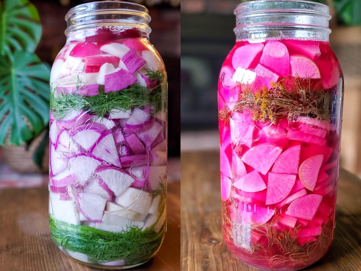 Two jars of fermented radishes, before and after fermenting. The first shows raw purple and white daikon radishes sliced in the jar, and the second shows the radishes and liquid has turned into a very bright hot pink purple color after fermentation