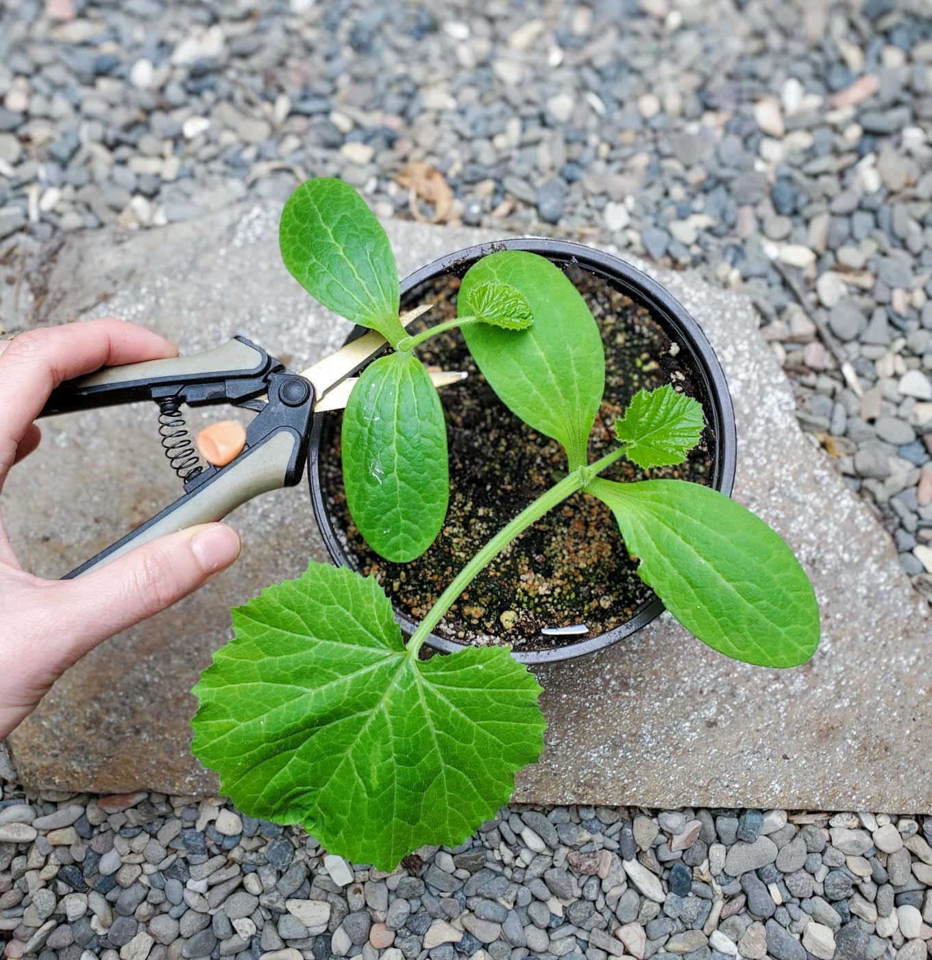 Two small squash plants are growing in a small pot, small garden snips are positioned to cut out one of the small plants.