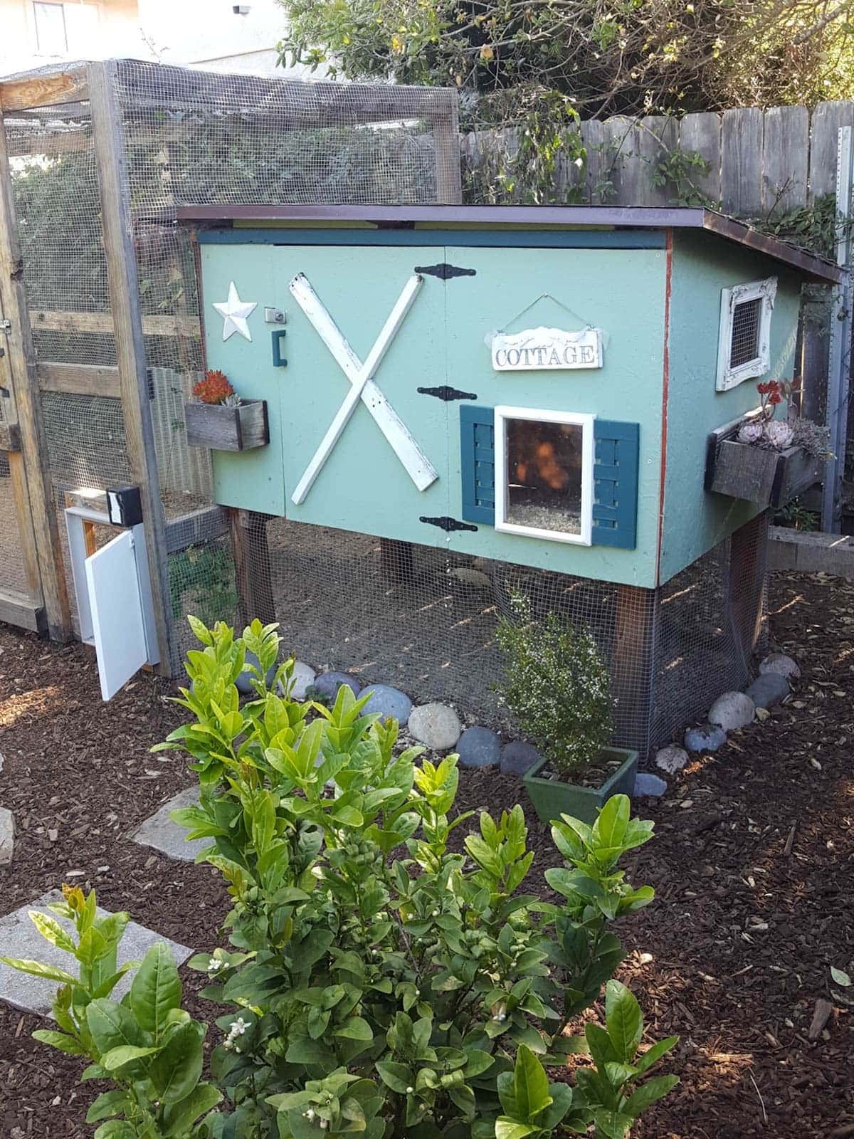 A small raised coop and enclosed run space are along a fence line of a property. A lime tree is in the foreground.