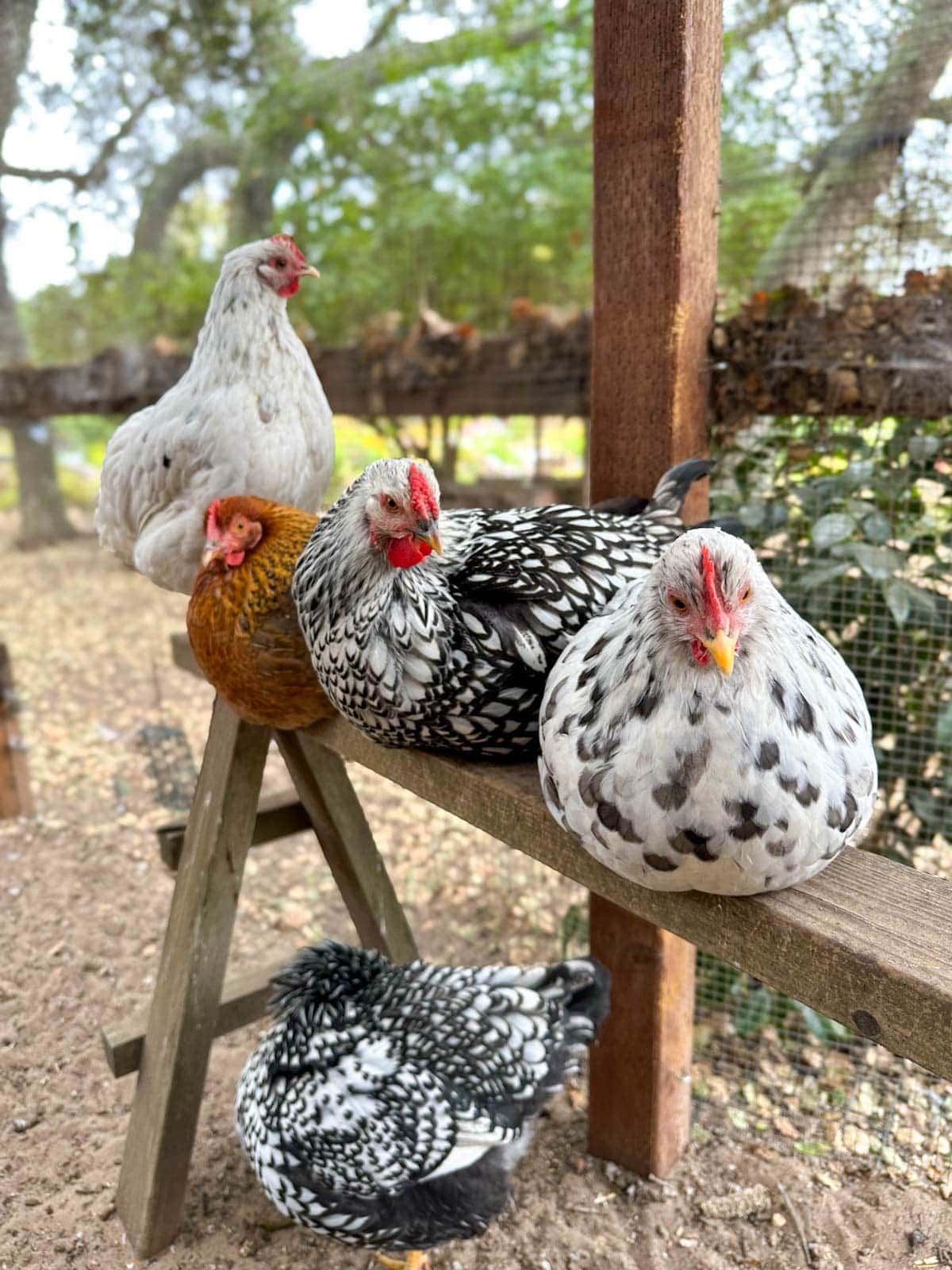Four young pullets roost on top of a saw horse while another is preening itself below the birds.
