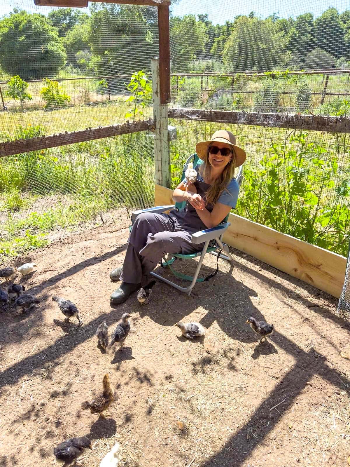 DeannaCat sits on a small chair inside of a protected run with many small chicks surrounding her while she holds one of them in her hand.