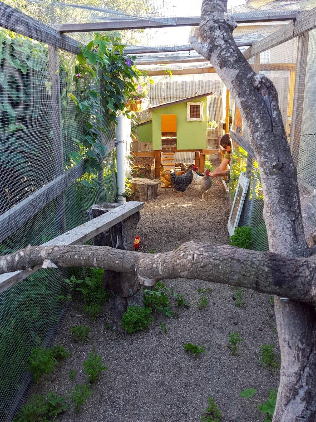 The inside of a large protect run attached to a coop with four birds inside being fed treats by a man.