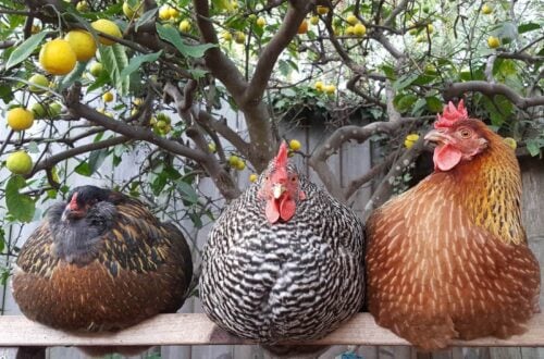 a close up of three plump backyard chickens sitting on a wooden roost under the canopy of a lemon tree