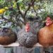 a close up of three plump backyard chickens sitting on a wooden roost under the canopy of a lemon tree
