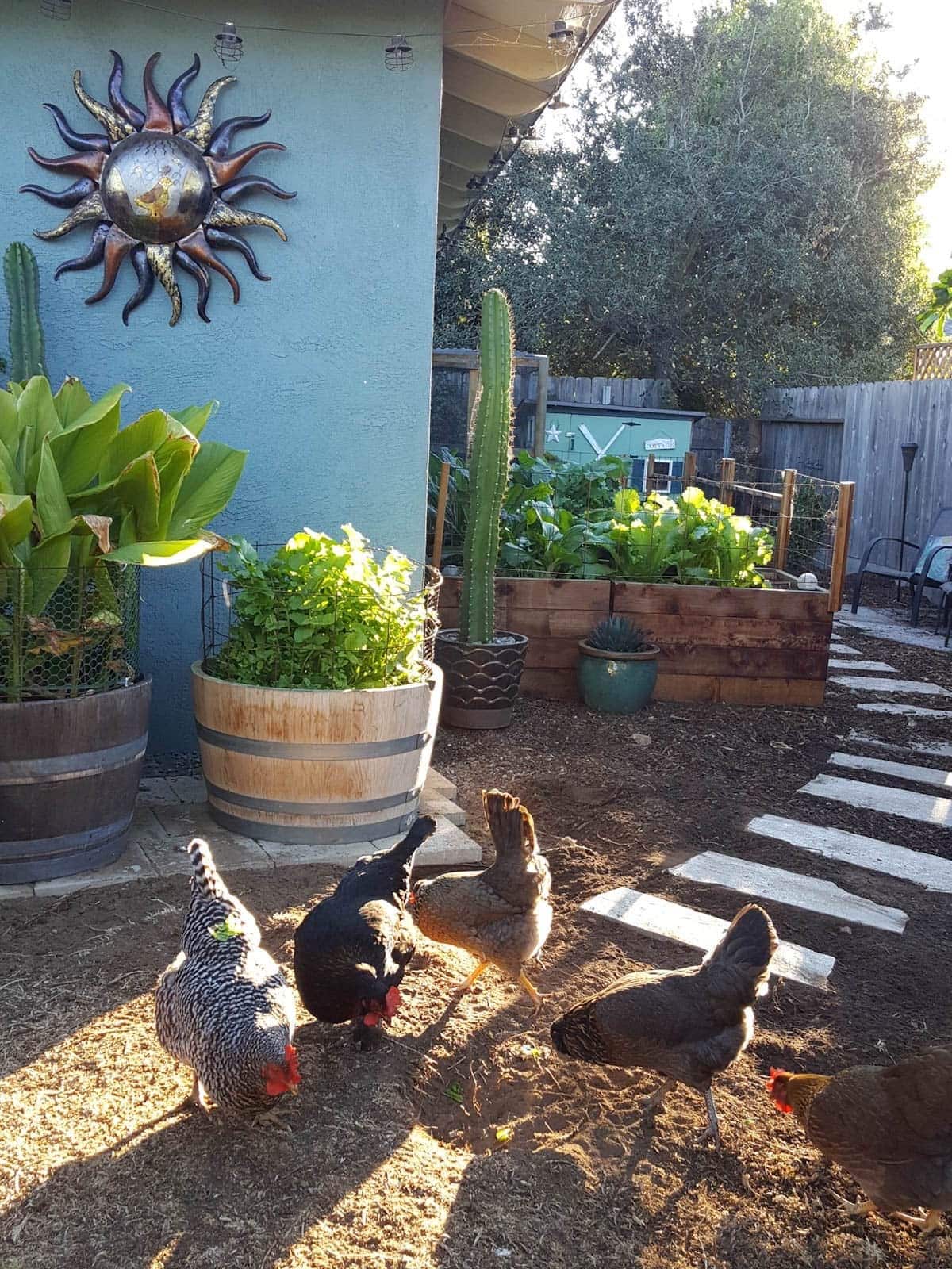 Five backyard chickens pecking around the in the dirt near flagstone pavers. A few wine barrels and raised beds have wire fencing around the outside of the containers.