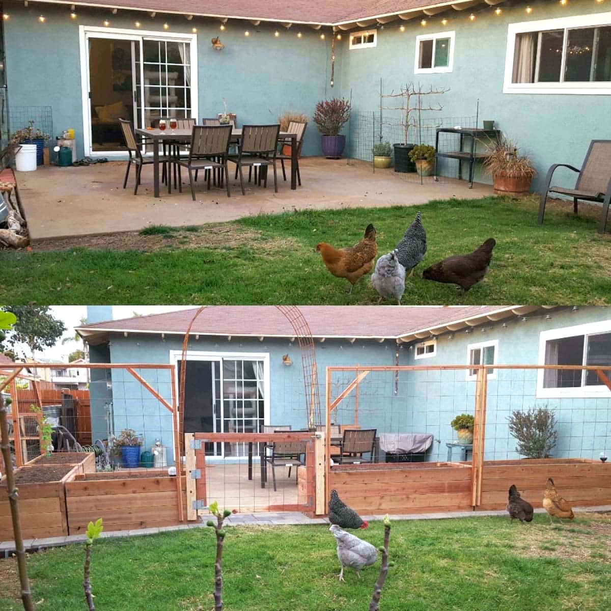 A two part image collage, the first image shows backyard patio with chickens nearby in the lawn. The second image shows the same patio with raised garden beds surrounding it while the chickens peck around in the immediate area outside of the patio.
