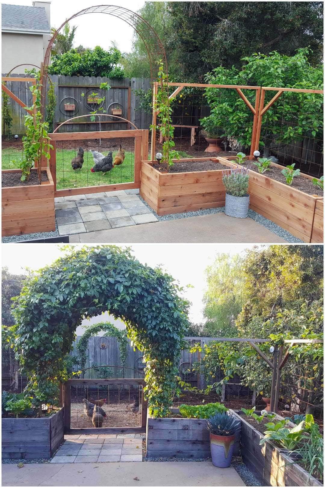 A concrete patio has raised garden beds surrounding it with trellises attached to the back of the beds. Four backyard chickens are beyond the enclosed space pecking around.