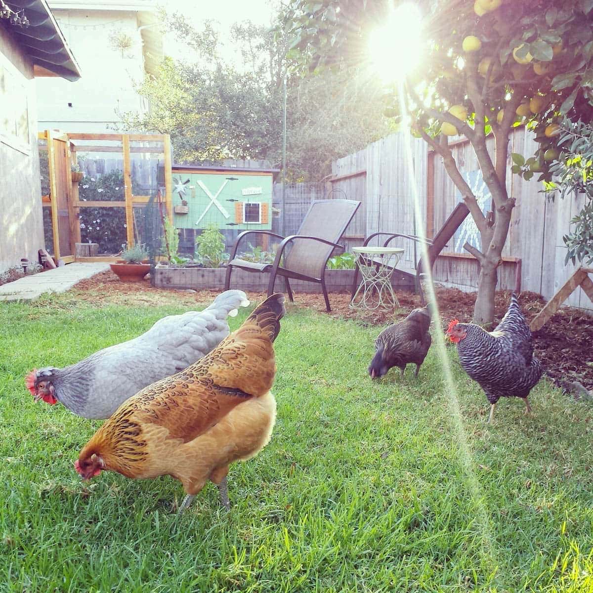 Four bird peck around in the green grass. Beyond is the coop and attached protected run space.