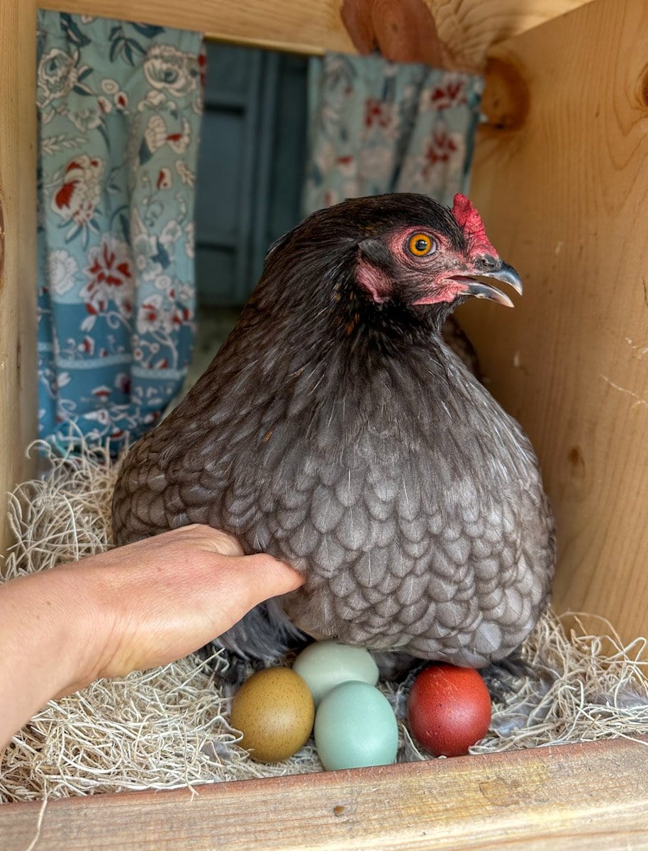 A bird is sitting on top of four eggs inside of the nest box, only one of them being their egg.