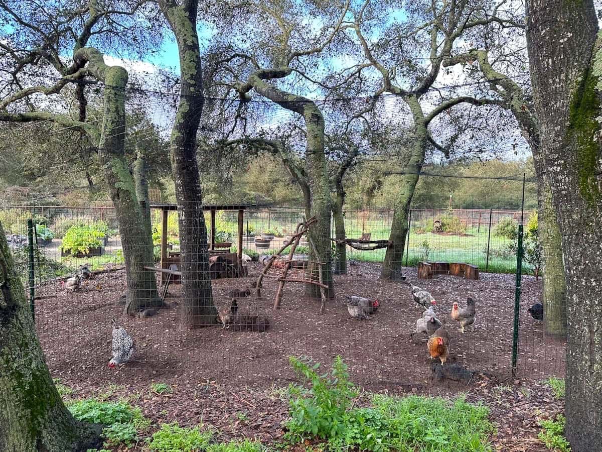 An outdoor day run with green garden fencing surrounding the area and avian netting hung over the top. The backyard chickens peck around throughout the area.