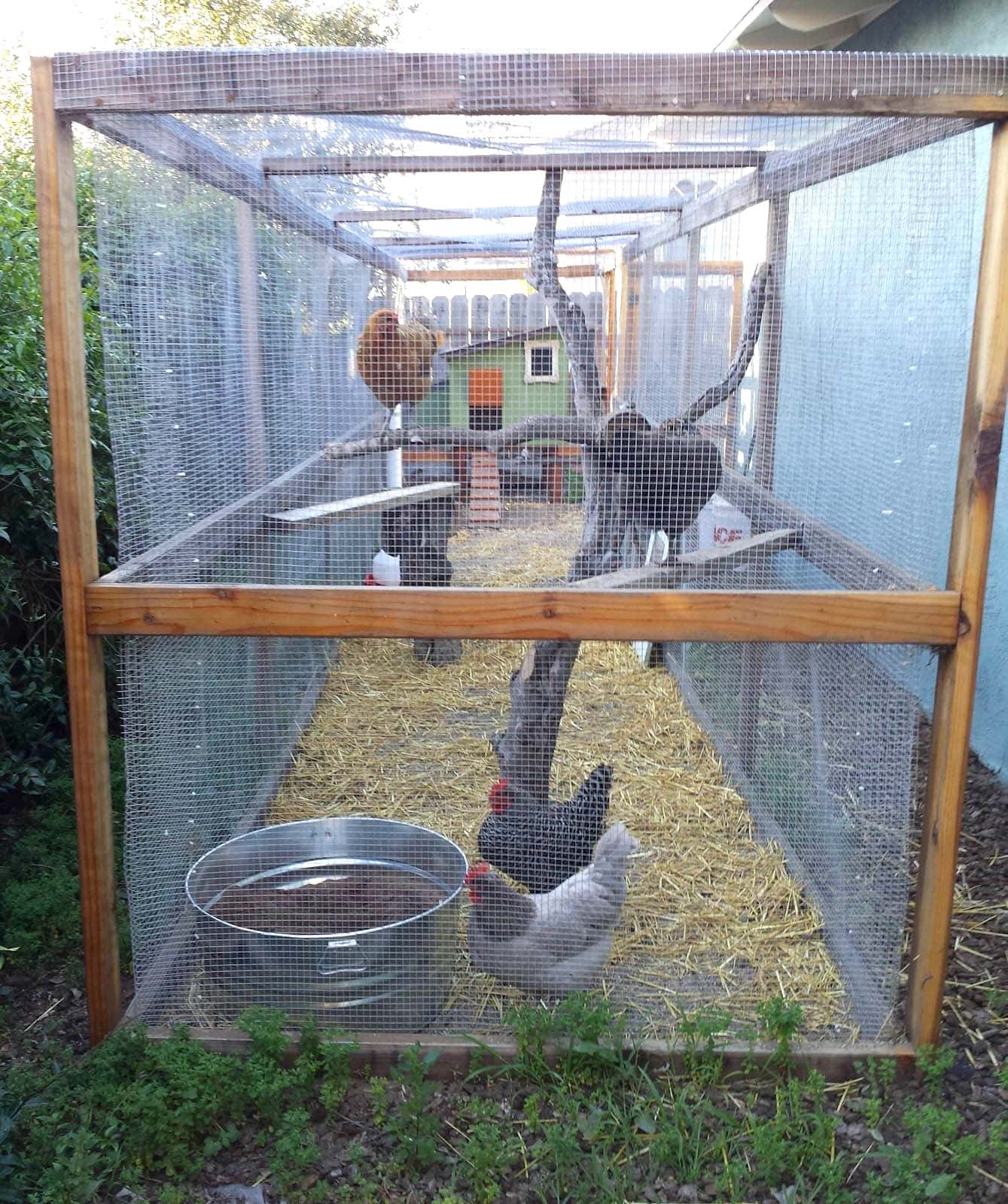 A hardware cloth protect run that is long and skinny has four birds inside of it, two of them on roosts made from 2x4's and an old tree branch.