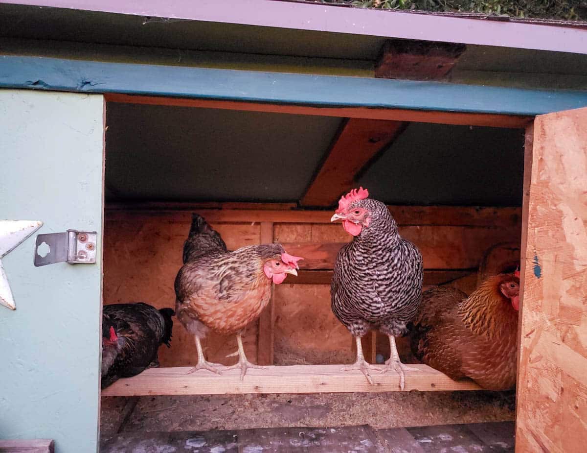 A large access door of a small waist high coop is open, four birds are inside on the roost.