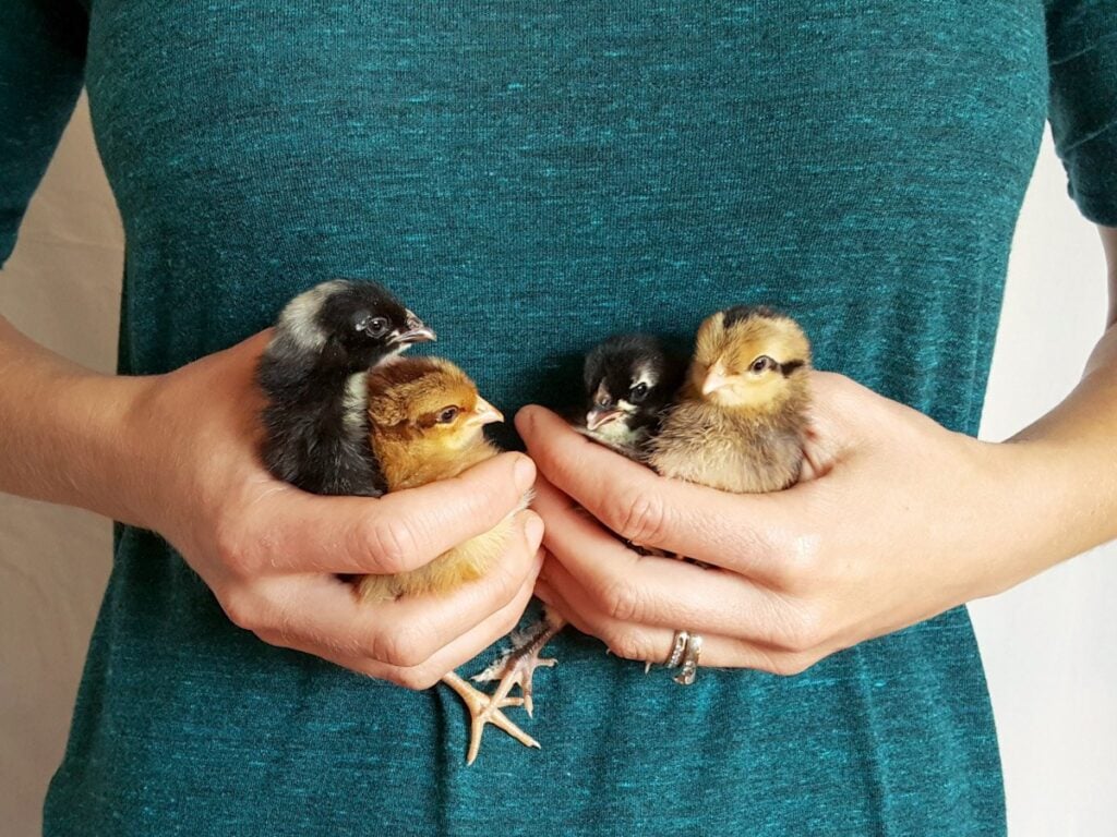 DeannaCat hold four small chicks, two in each hand as she clutches them next to her body.