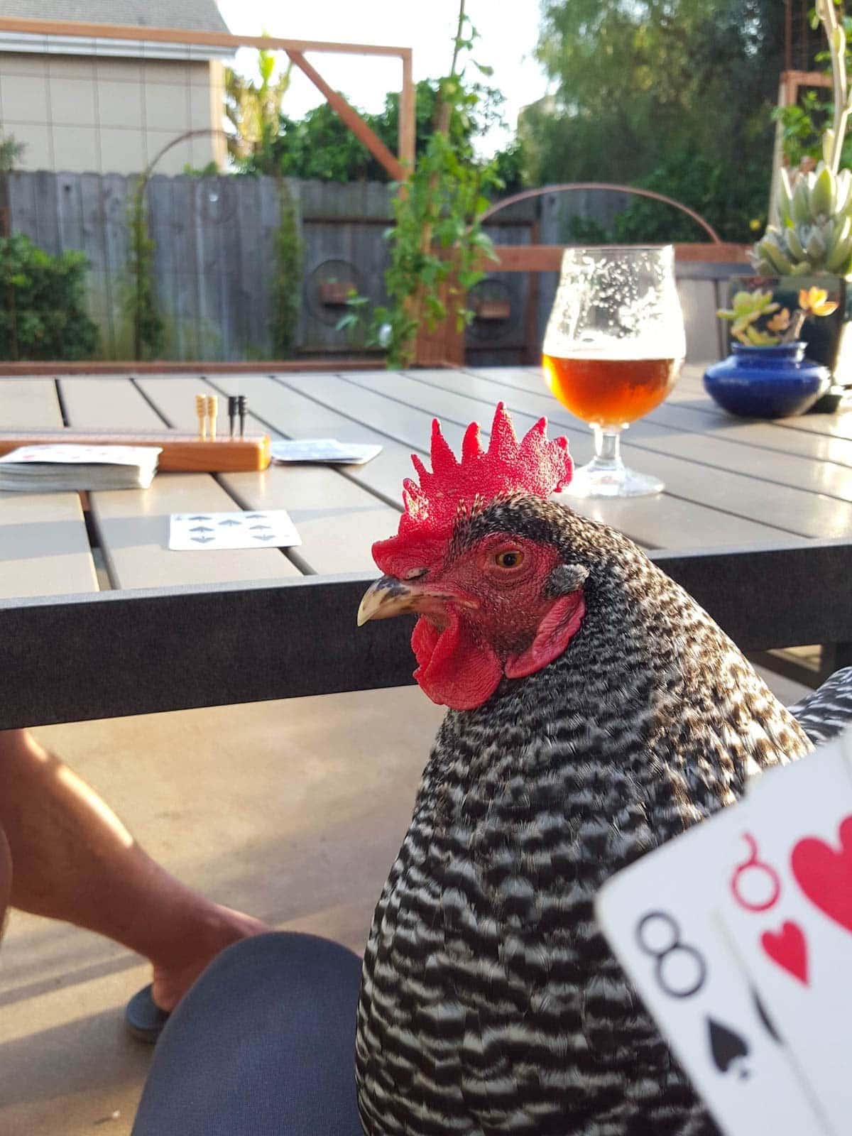A barred rock chicken sits on top of a persons lap while they play a game of cards.