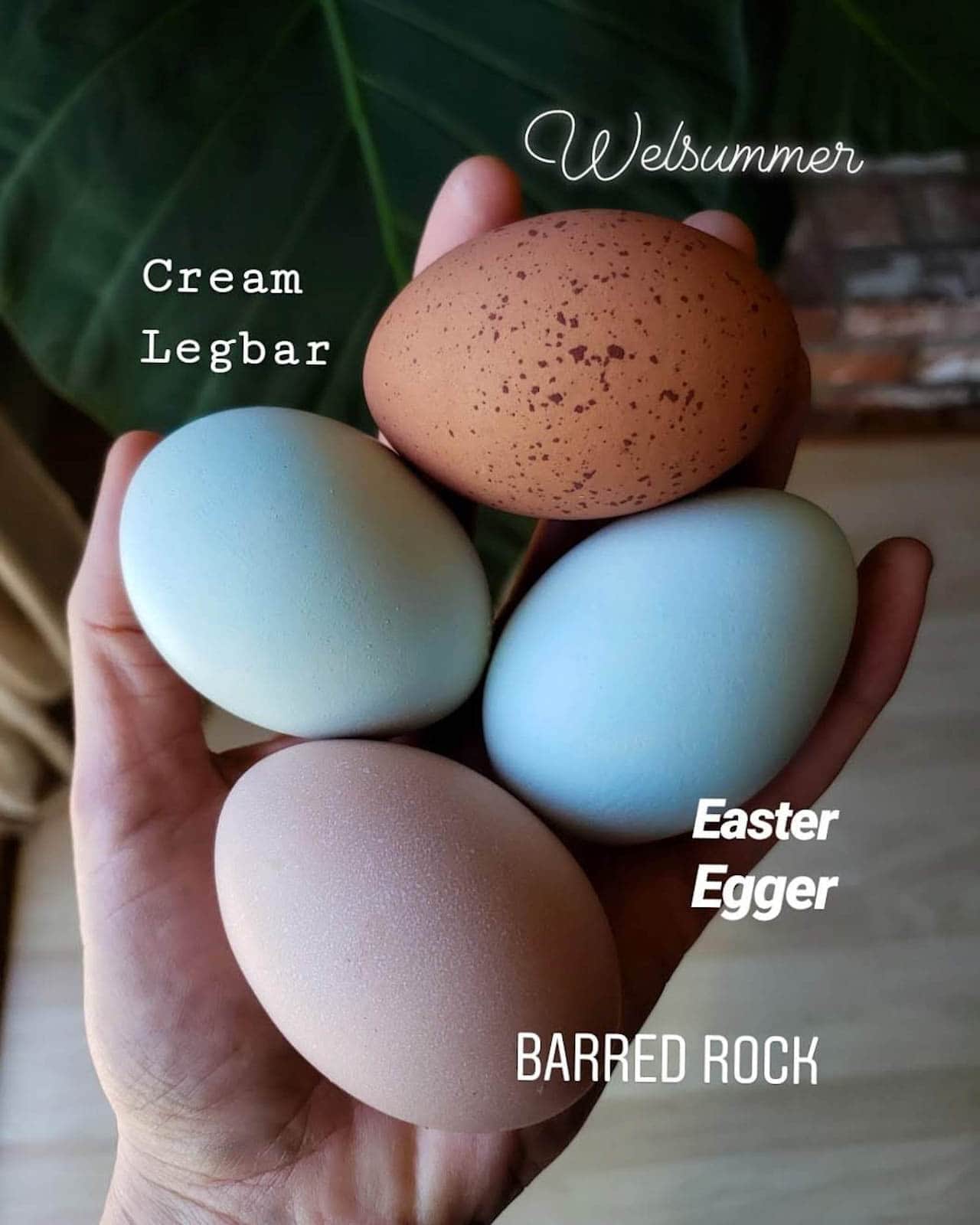 A hand is holding four eggs, each one being a different color. The chicken breeds name is next to each one of the eggs in a different font.