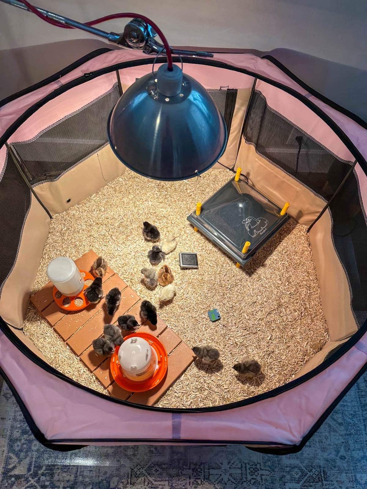 A playpen set up as a chick brooder contains many baby chicks that are laying under the heat lamp, pecking around their feeder, and drinking from the waterer.