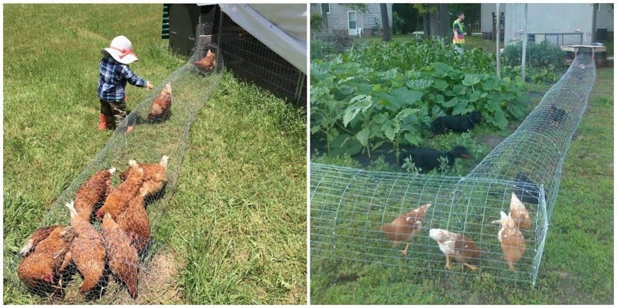 A two part image collage, the first image shows a small tunnel made of chicken wire that extends a short distance from a coop. The second image has a large chicken tunnel surrounding a garden.