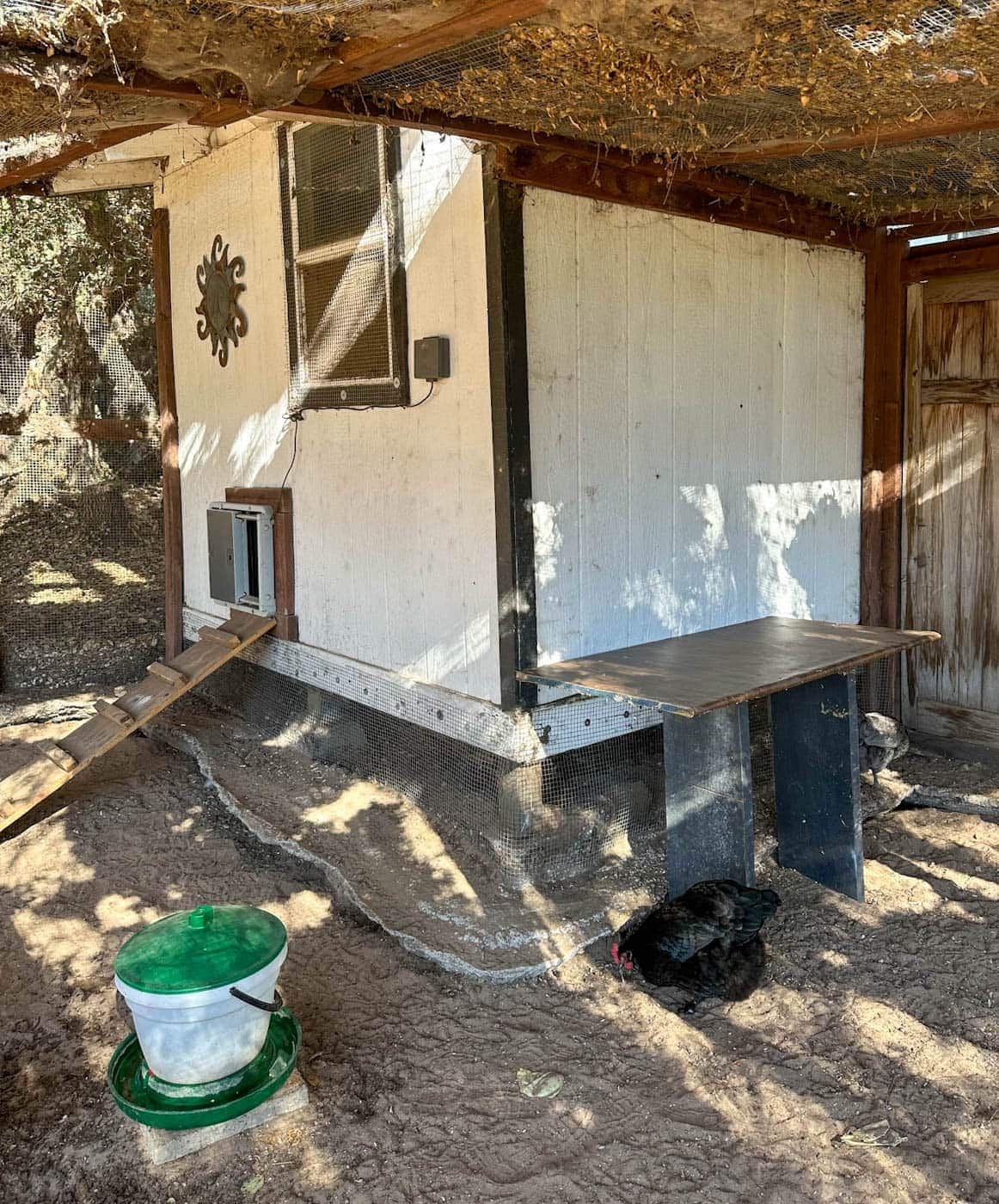 A chicken waterer and a black chicken are by the exterior of a shed coop. There is a ramp the leads to the automated door of the coop.