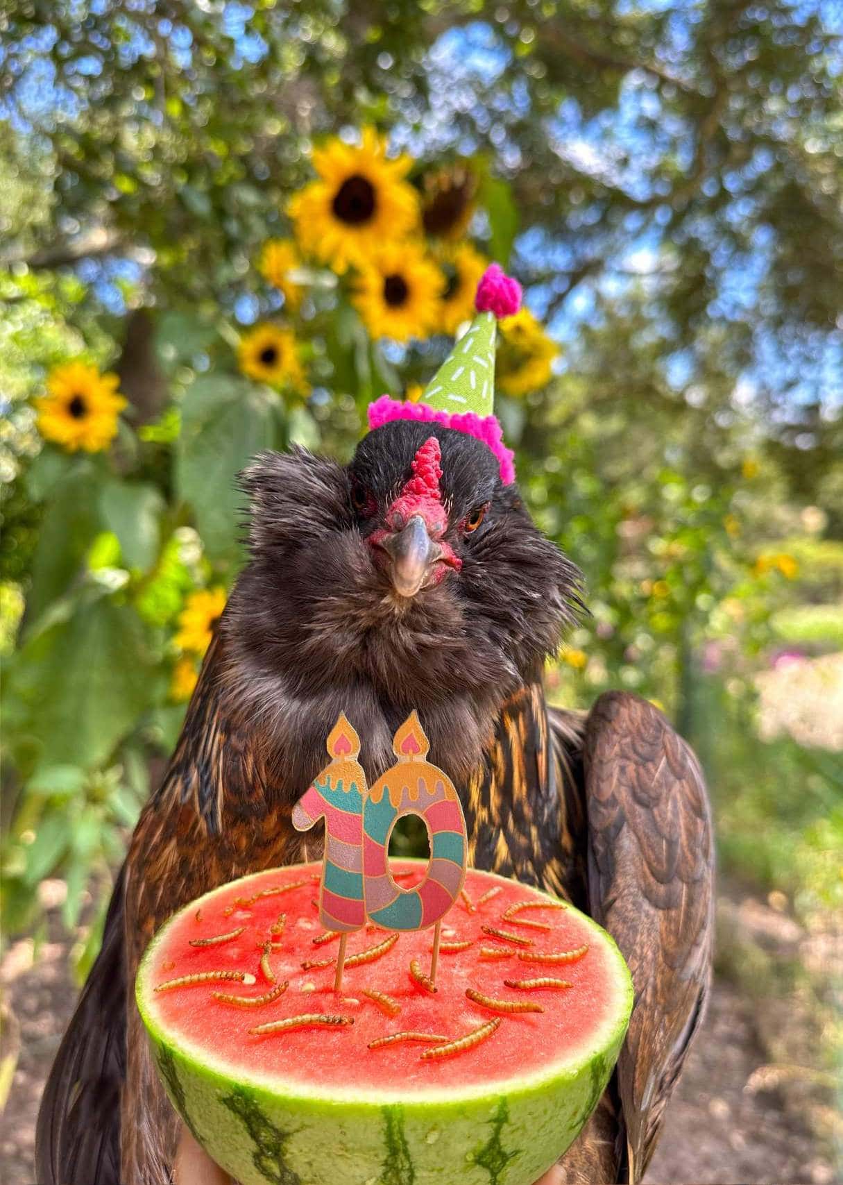 A brown easter egger chicken is in front of a watermelon that has been cut in half and sprinkled with mealworms. The number ten has been attached to the top as a sign due to it being the birds birthday.