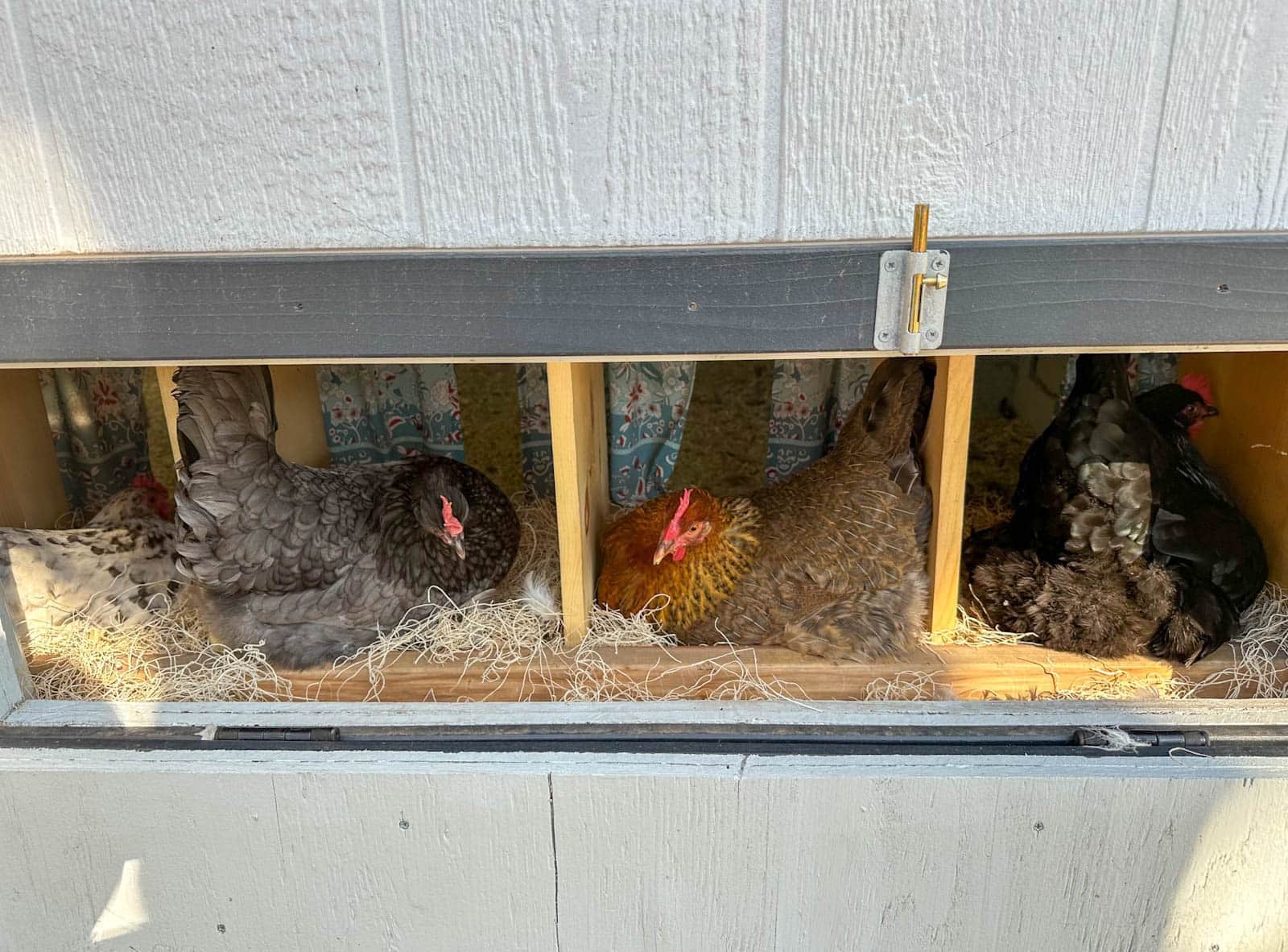 The nest box exterior door is open, showing four birds inside, each one in their own nest box.