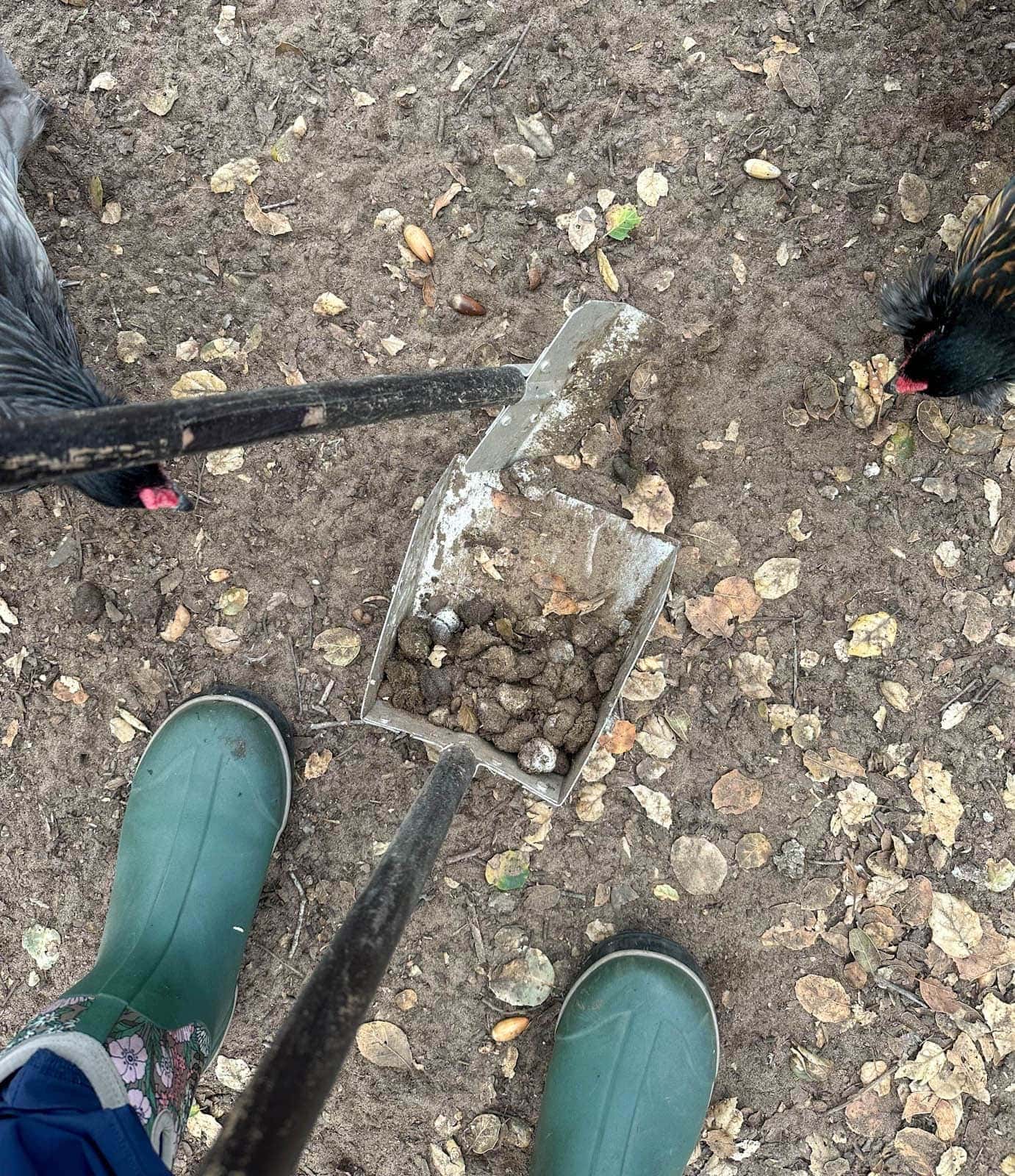 A dog pop scoop is being used to pick up chicken poop, two birds are pecking around nearby.