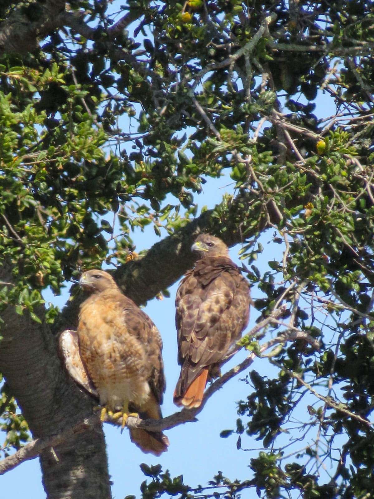 Two red tail hawks sit on a branch of a coastal live oak tree.