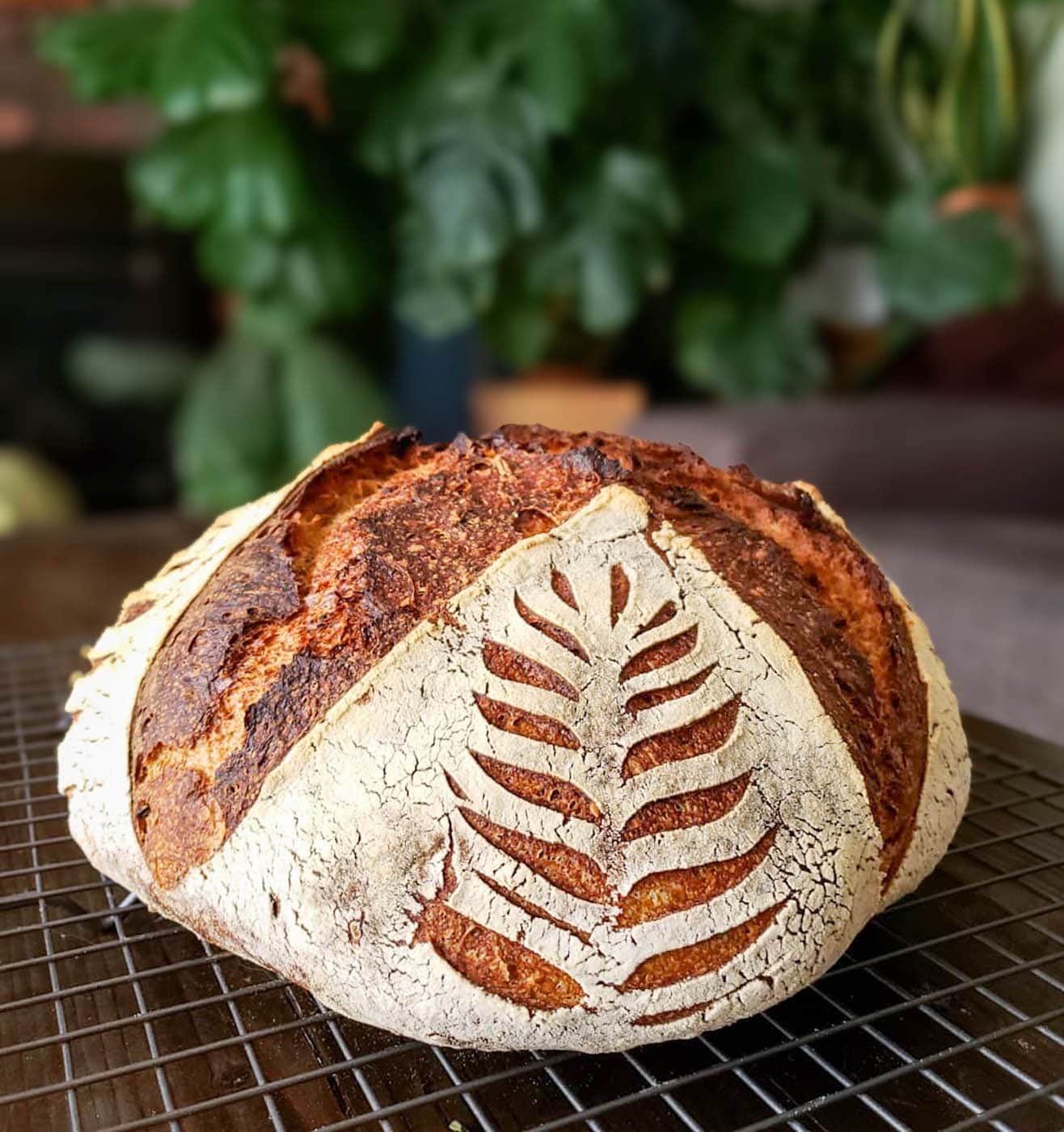 A loaf of baked sourdough bread sitting on a wire cooling rack. Designs have been etched into the bread with a bread lame. 