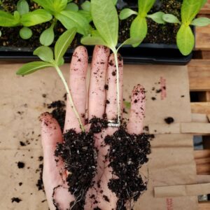 A hand is holding two seedlings that have been separated from the same shared root ball.