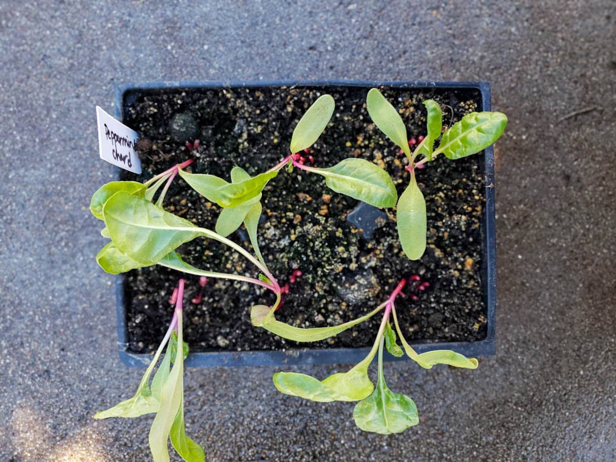 A six cell container of Swish Chard after they have been thinned to one seedling per cell.