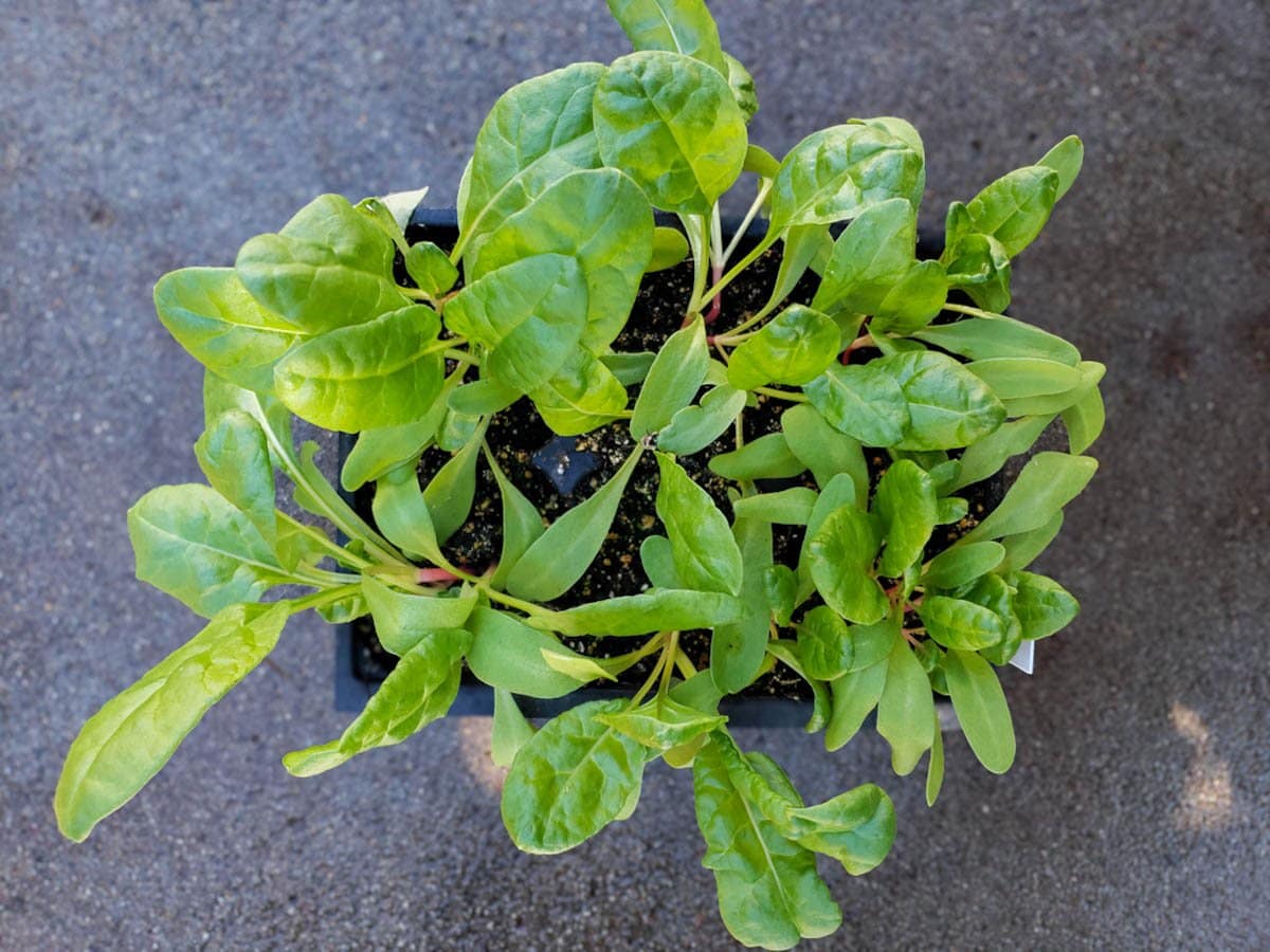 A 6 cell seedling container is full of young Swiss chard plants growing crowded together.