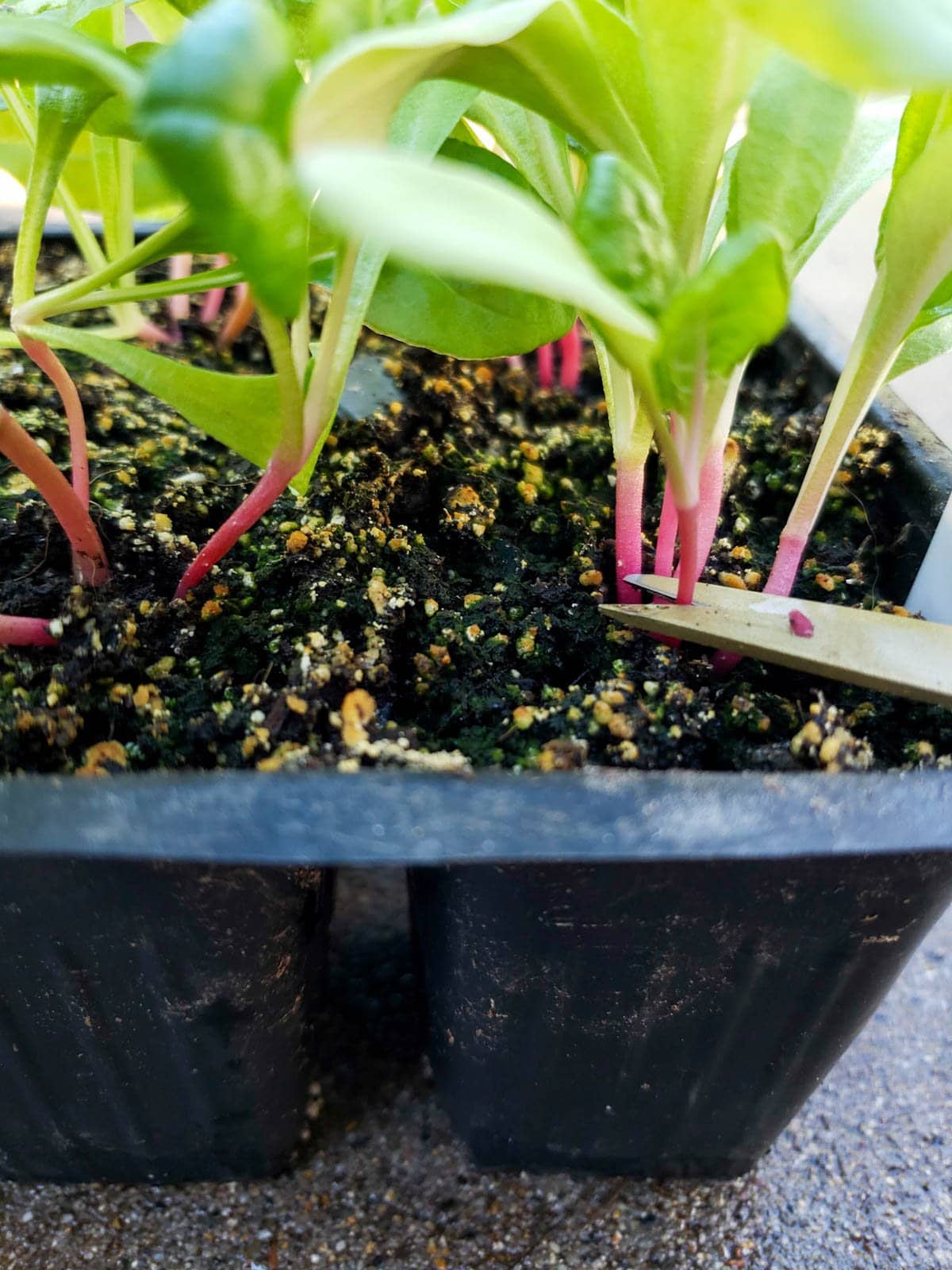 A garden snip is positioned to cut out a small seedling amongst a number of them growing in the container.