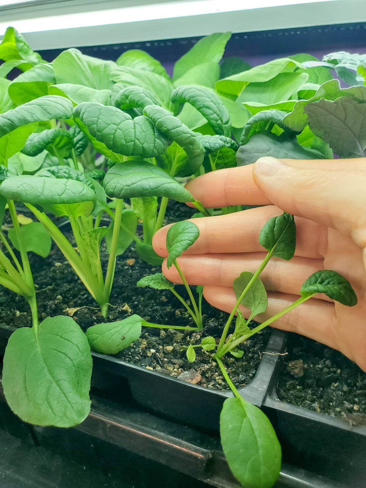 A hand is touching two small bok choy seedlings that weren't thinned and are growing together in the same cell. They are much smaller than the surrounding bok choy plants that were thinned two weeks ago.