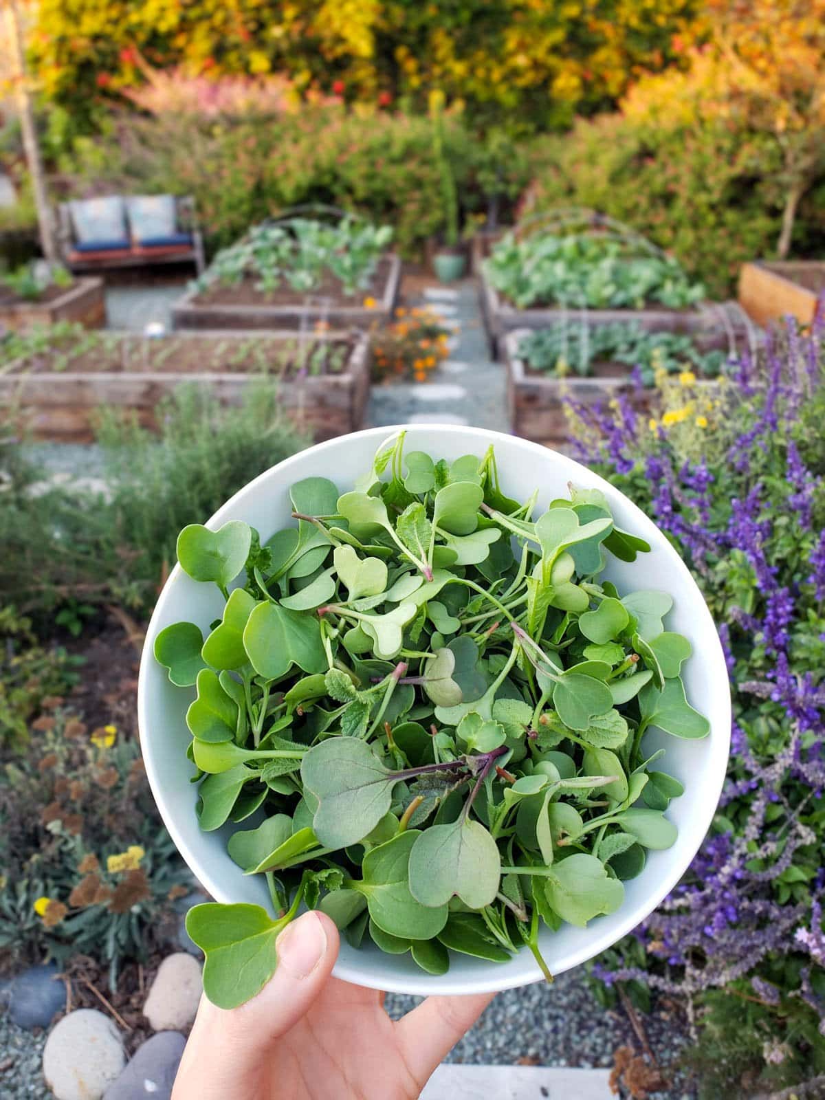 A white ceramic bowl full of thinned seedlings that will be eaten as microgreens. Beyond is a garden full of in ground flowering perennials and raised garden beds full of vegetable plants.