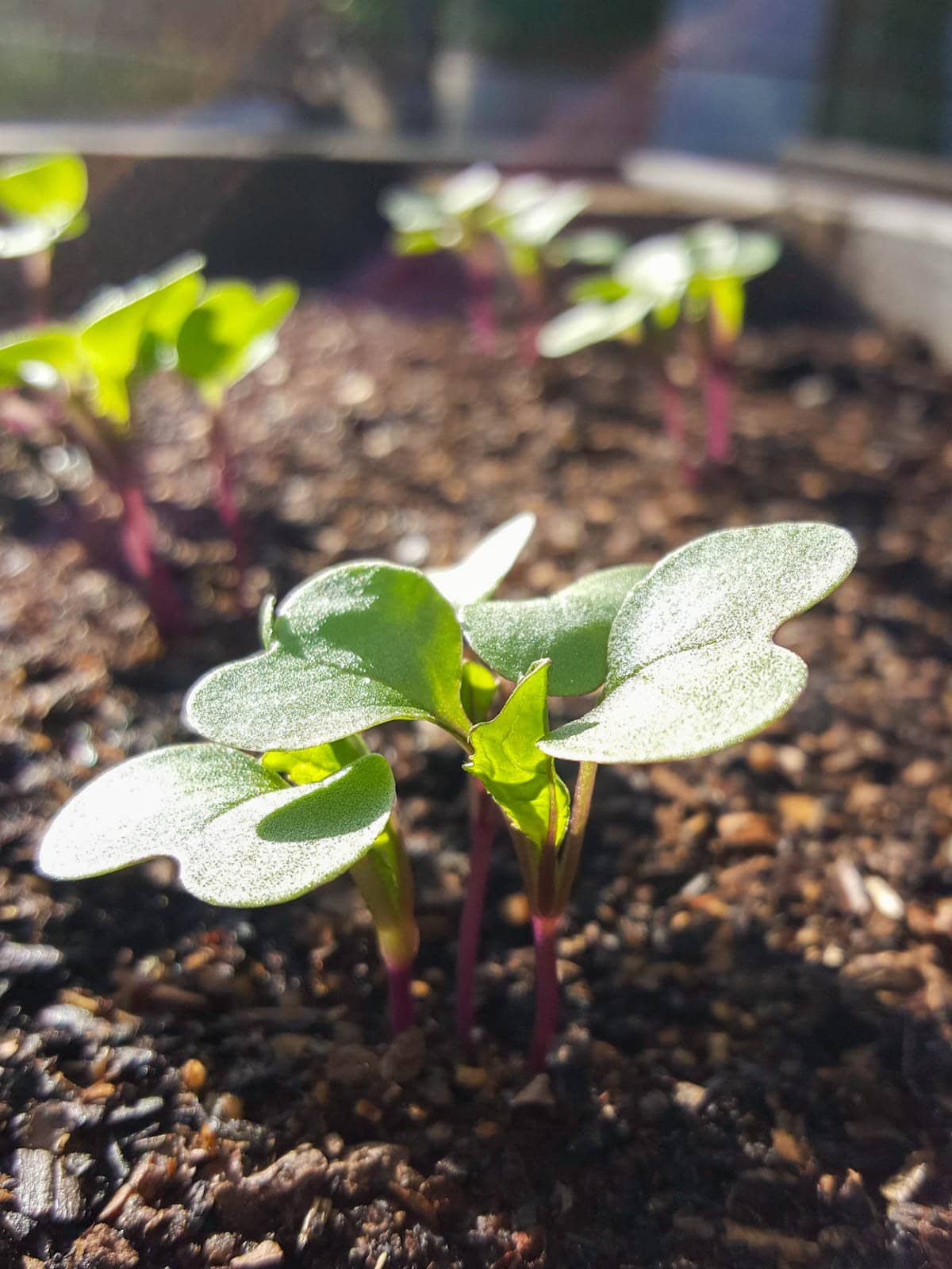 A number of patches of tender radish seedlings are growing in close vicinity to one another inside of a raised garden bed.