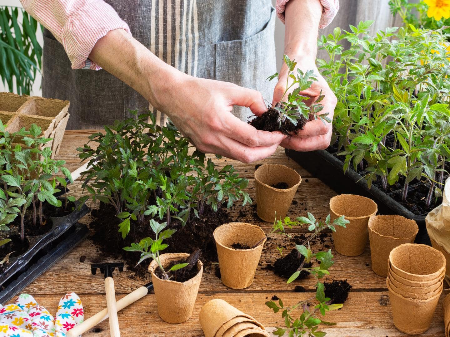 A person is separating a root ball of various small tomato plants growing together. A number of small tomato plants are surrounding the space.