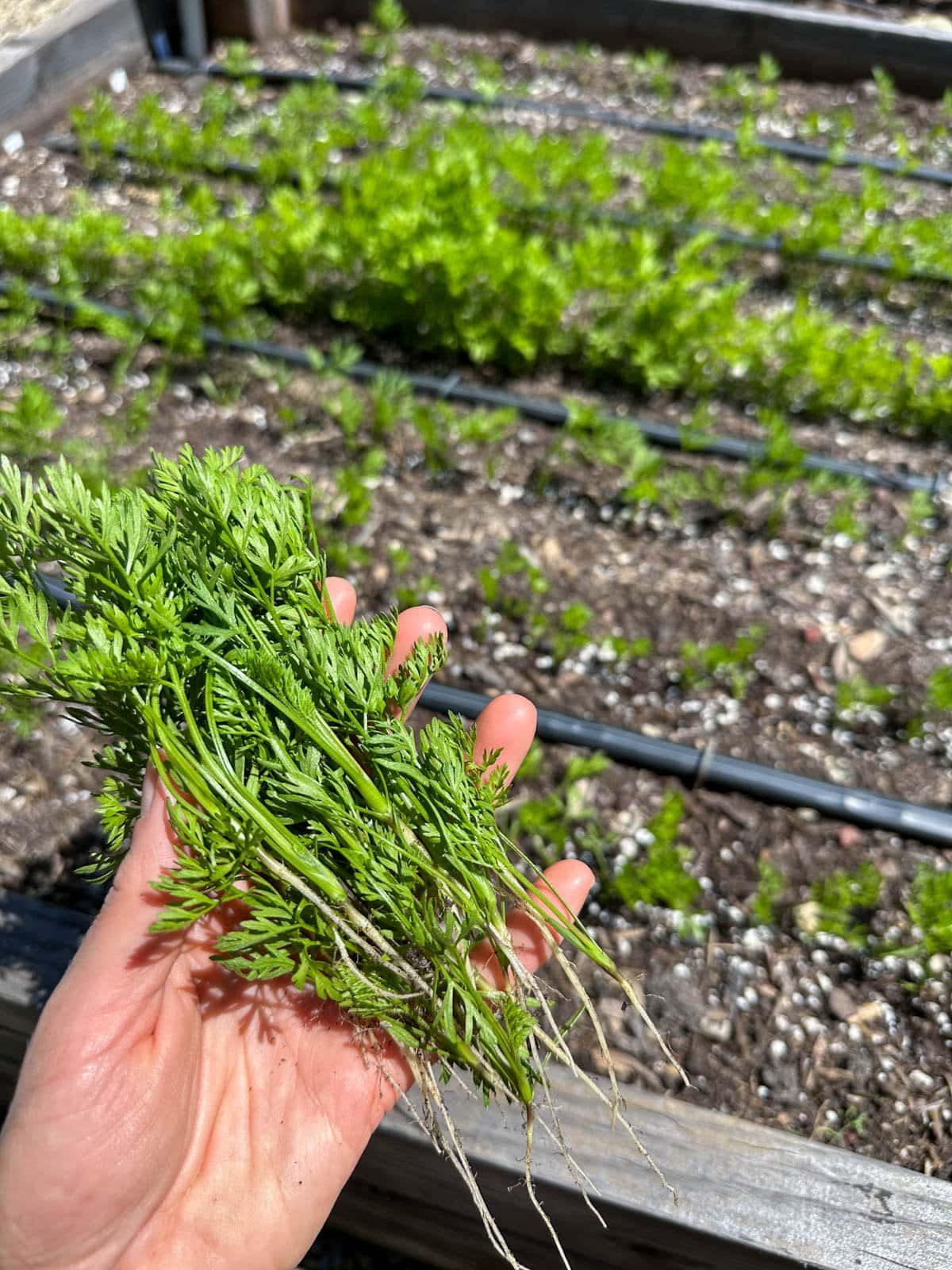 A hand hold a few carrot seedlings that have been thinned from a raised garden bed below.
